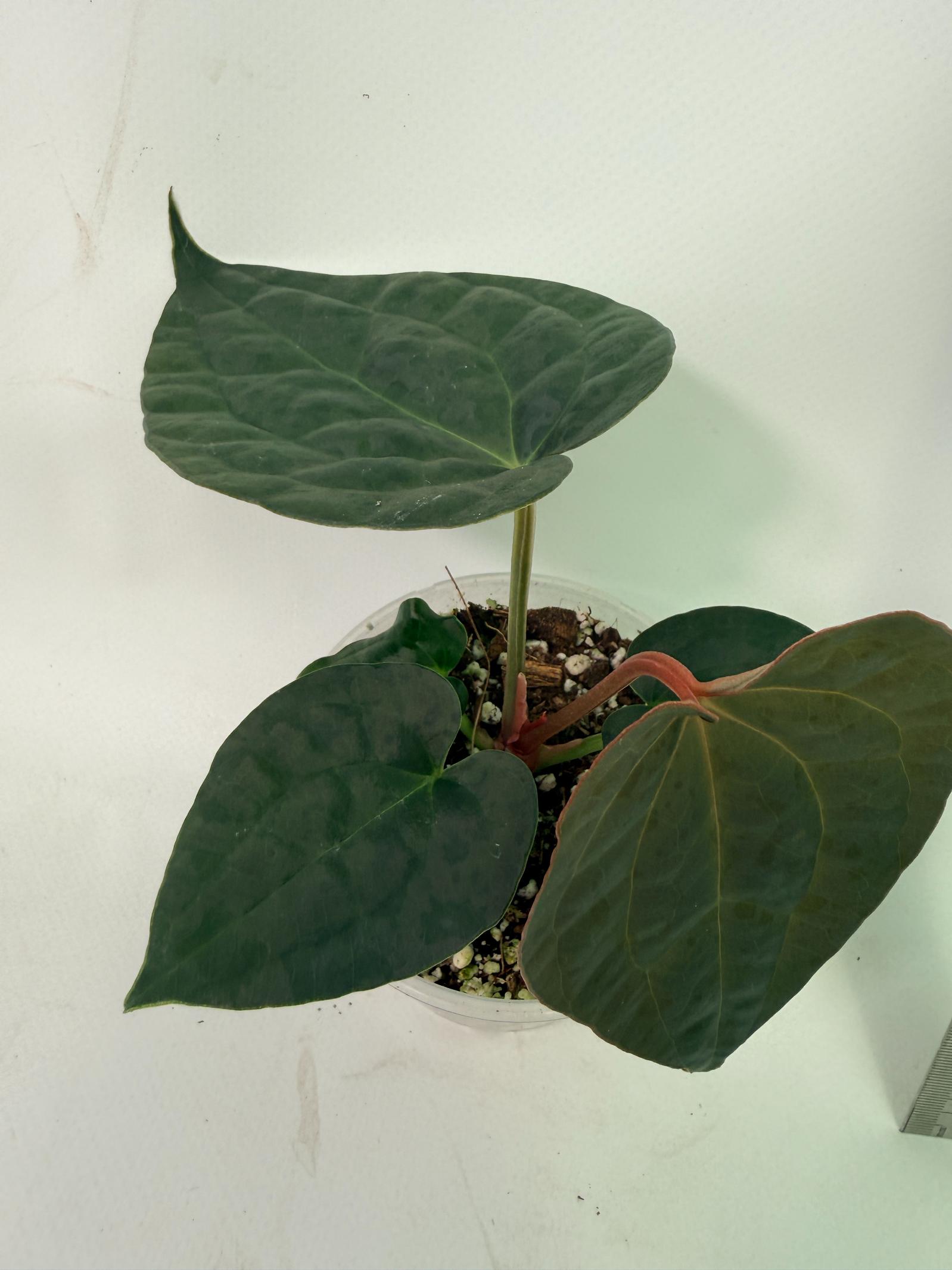 Anthurium Forgetii x Luxurians 6