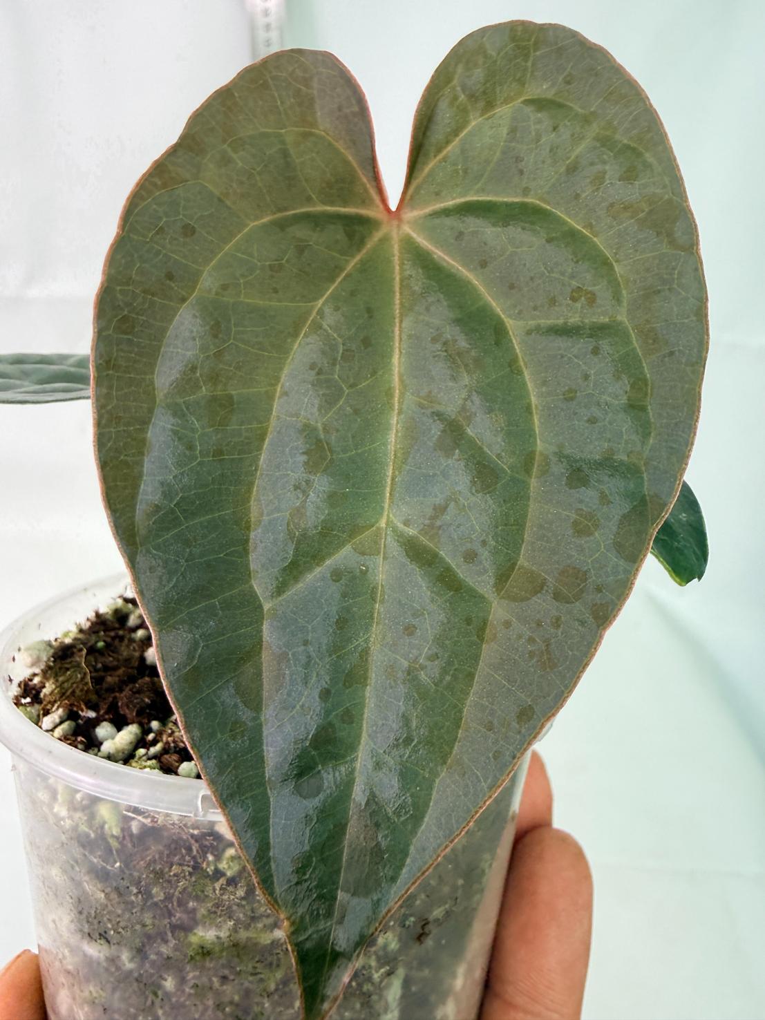Anthurium Forgetii x Luxurians 7