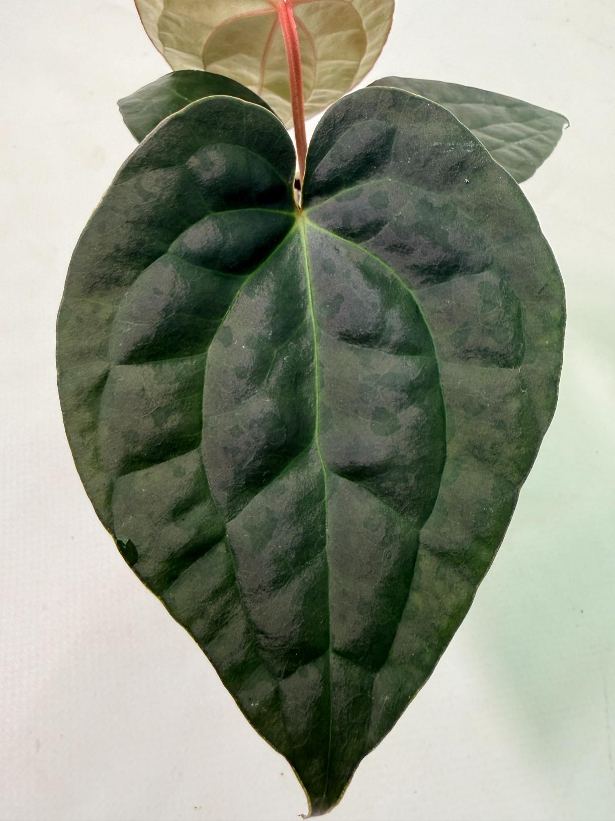 Anthurium Forgetii x Luxurians 5