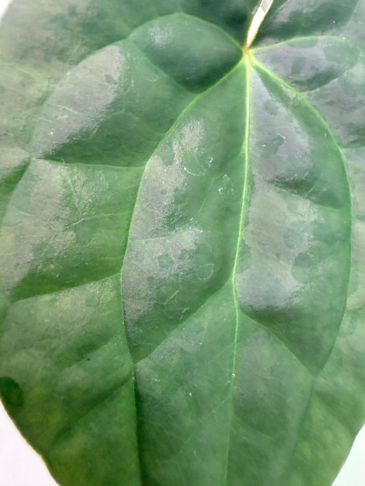 Anthurium Forgetii x Luxurians 8