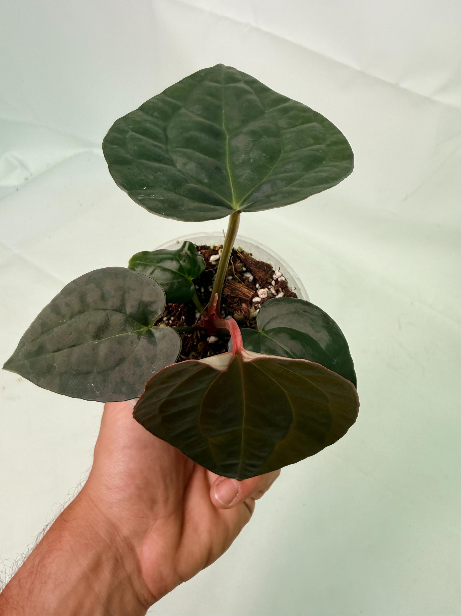 Anthurium Forgetii x Luxurians 9