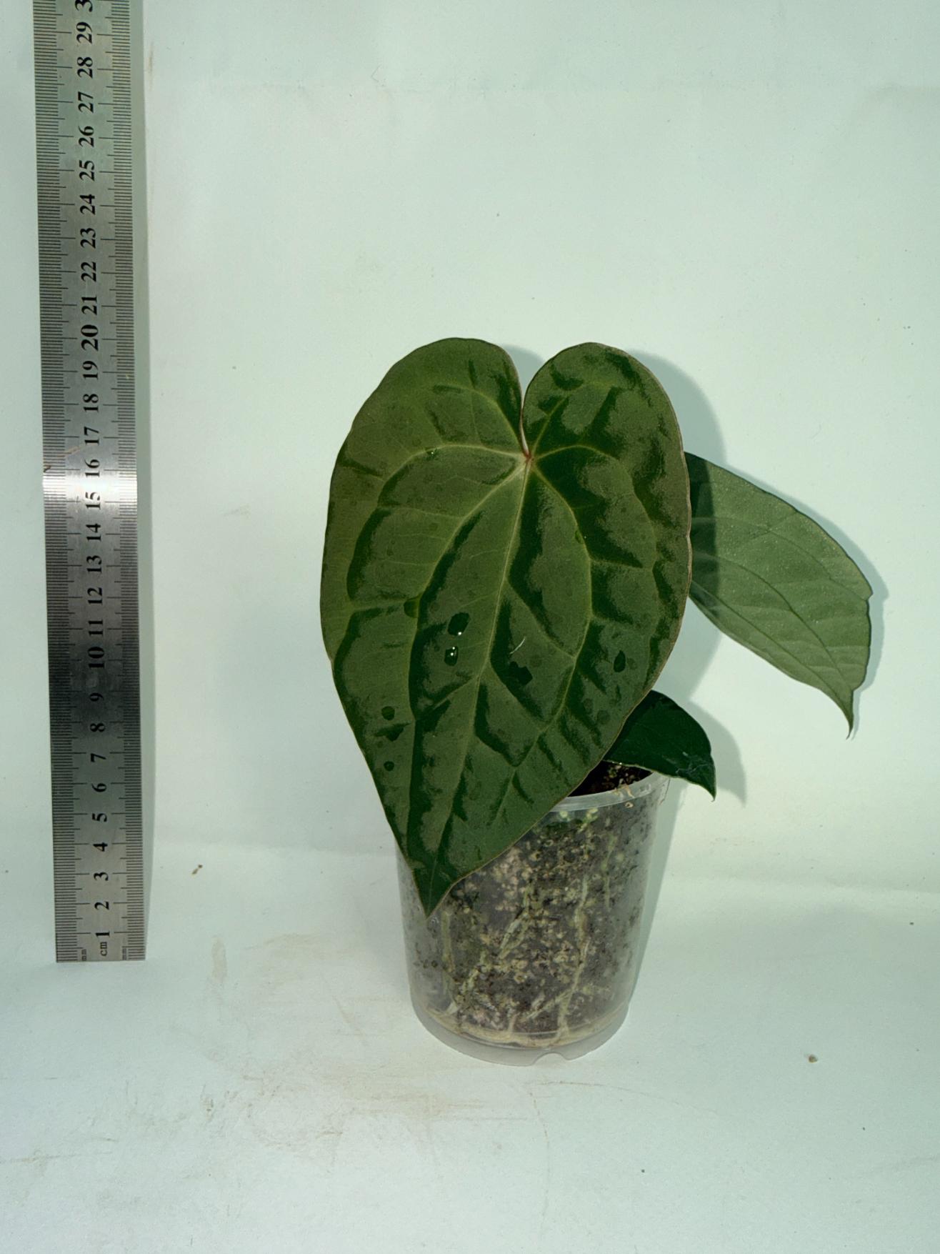 Anthurium Forgetii x Luxurians 3