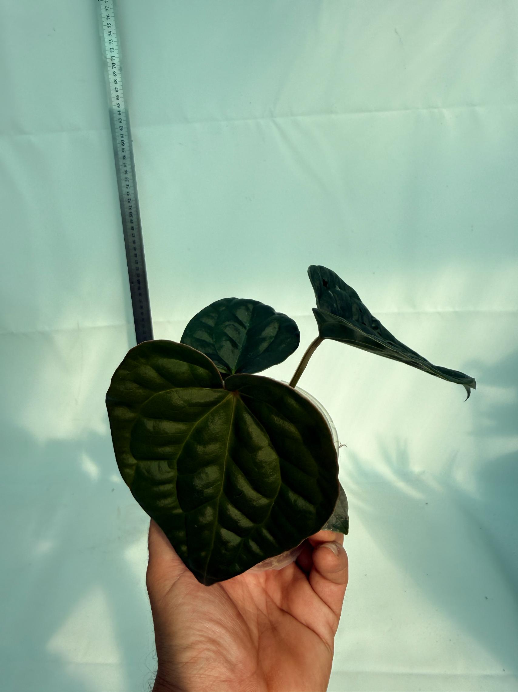 Anthurium Forgetii x Luxurians 11