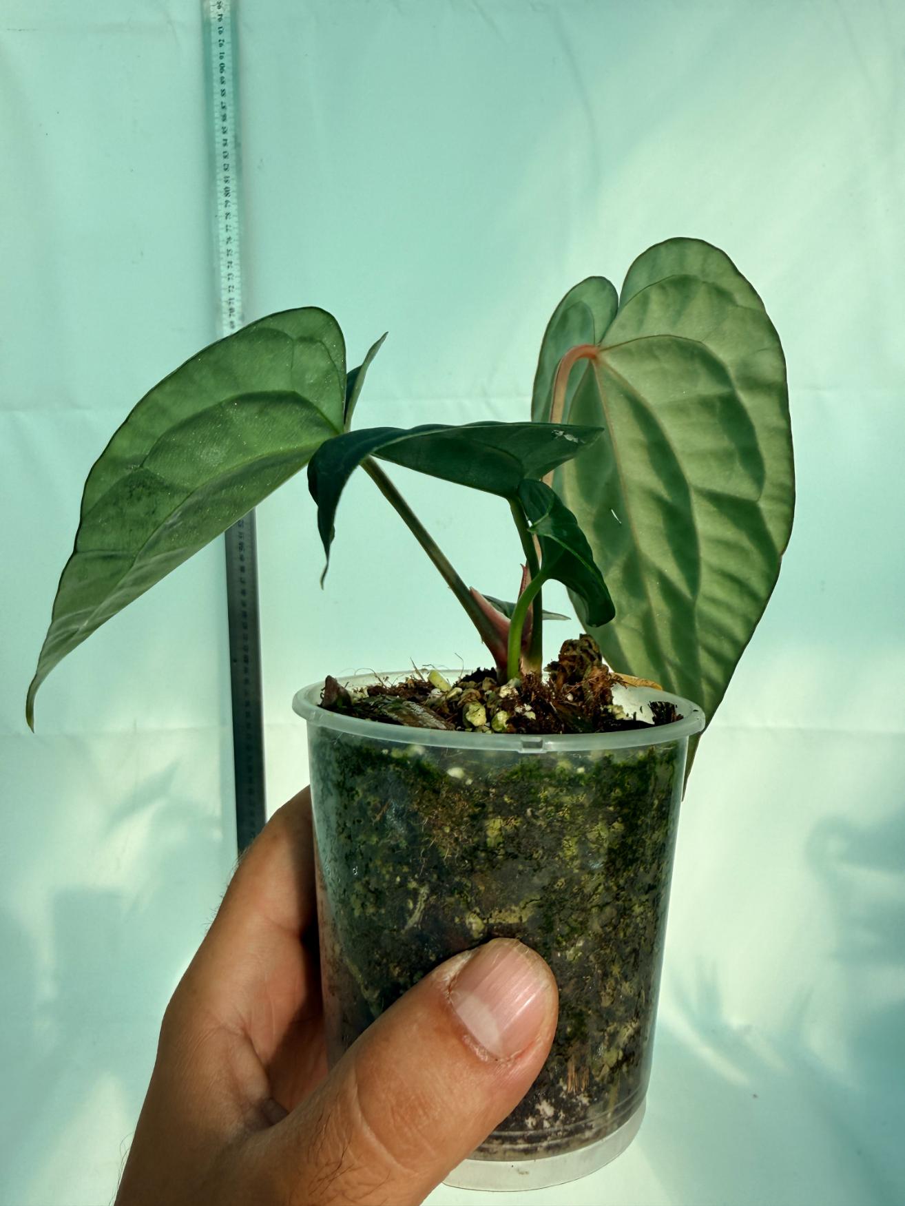 Anthurium Forgetii x Luxurians 12