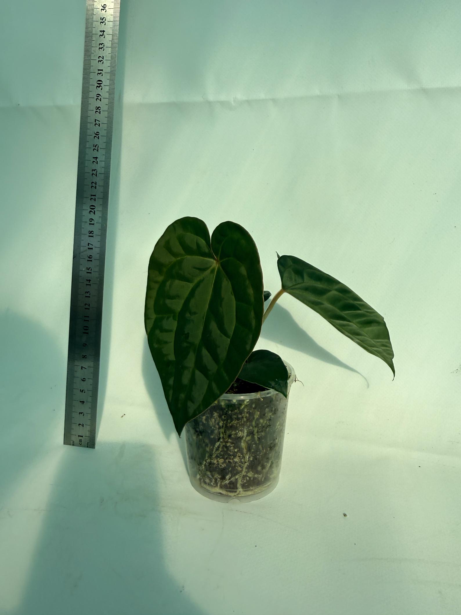 Anthurium Forgetii x Luxurians 4
