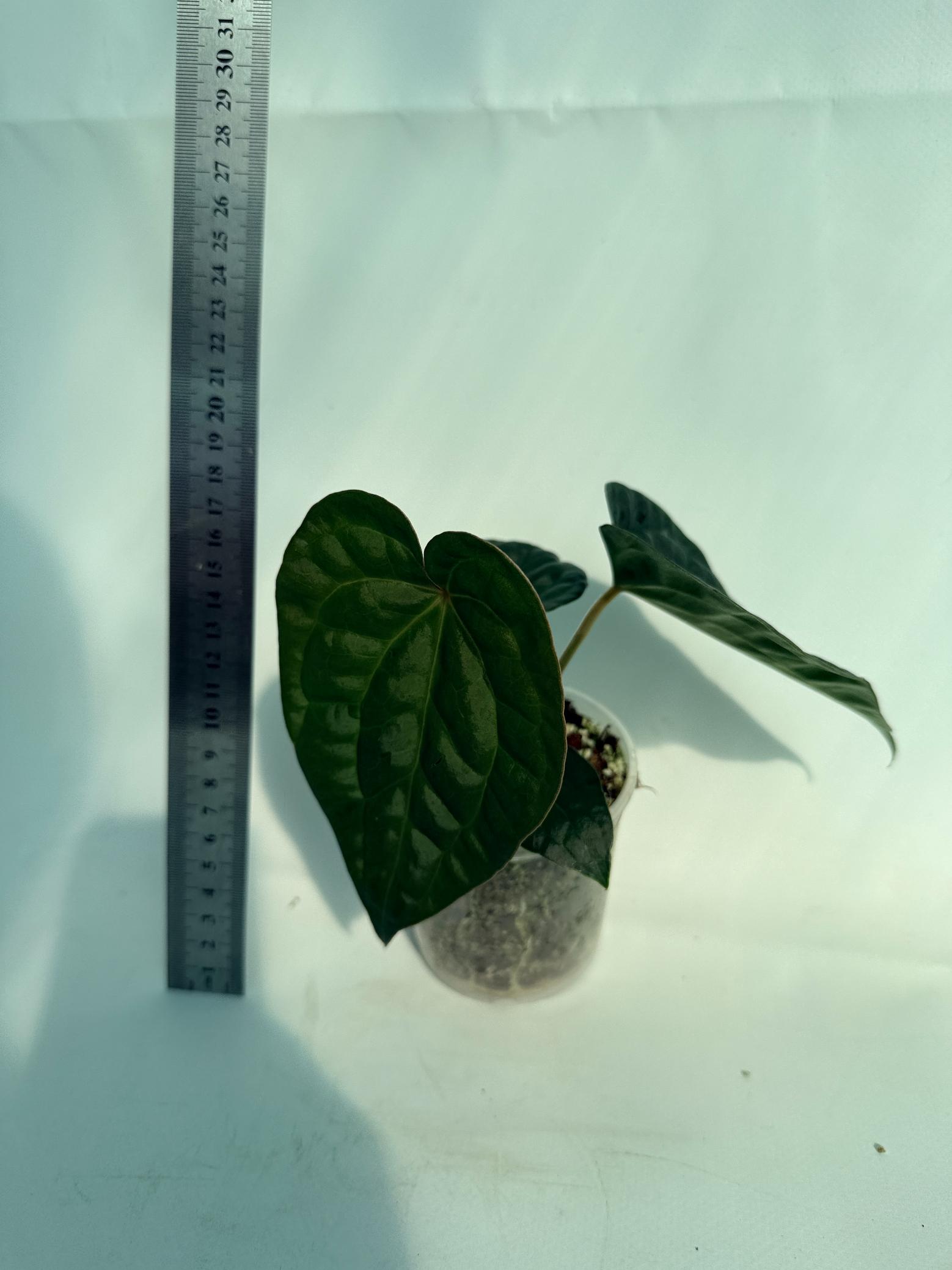 Anthurium Forgetii x Luxurians 9