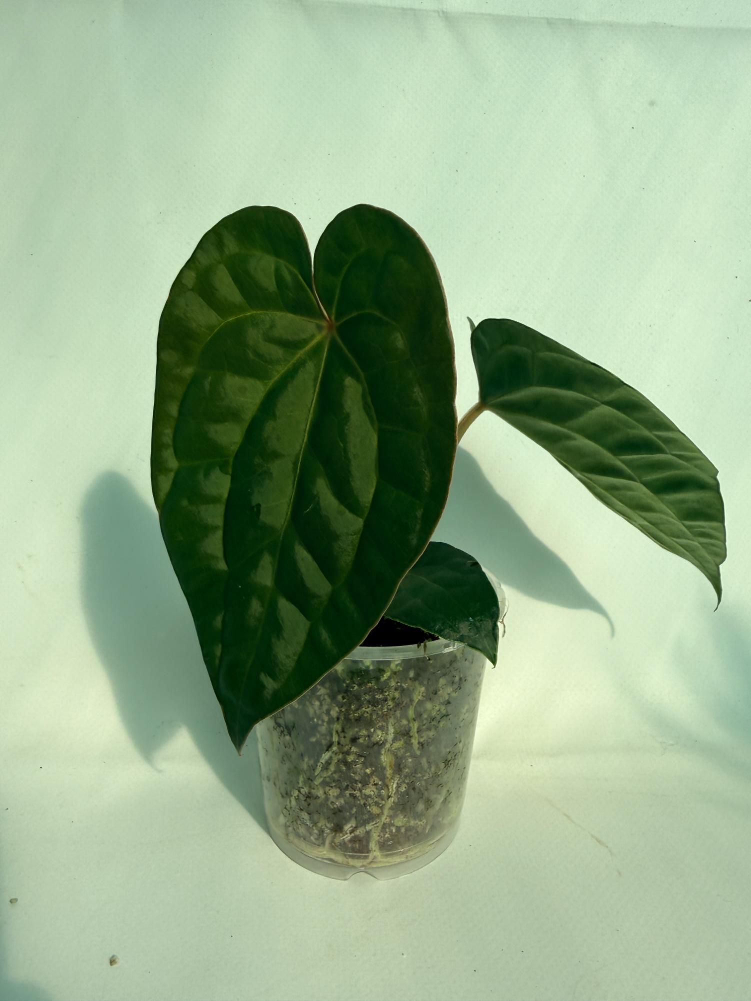Anthurium Forgetii x Luxurians 5
