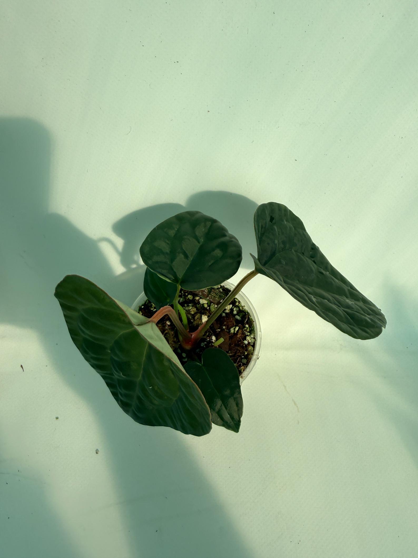 Anthurium Forgetii x Luxurians 7