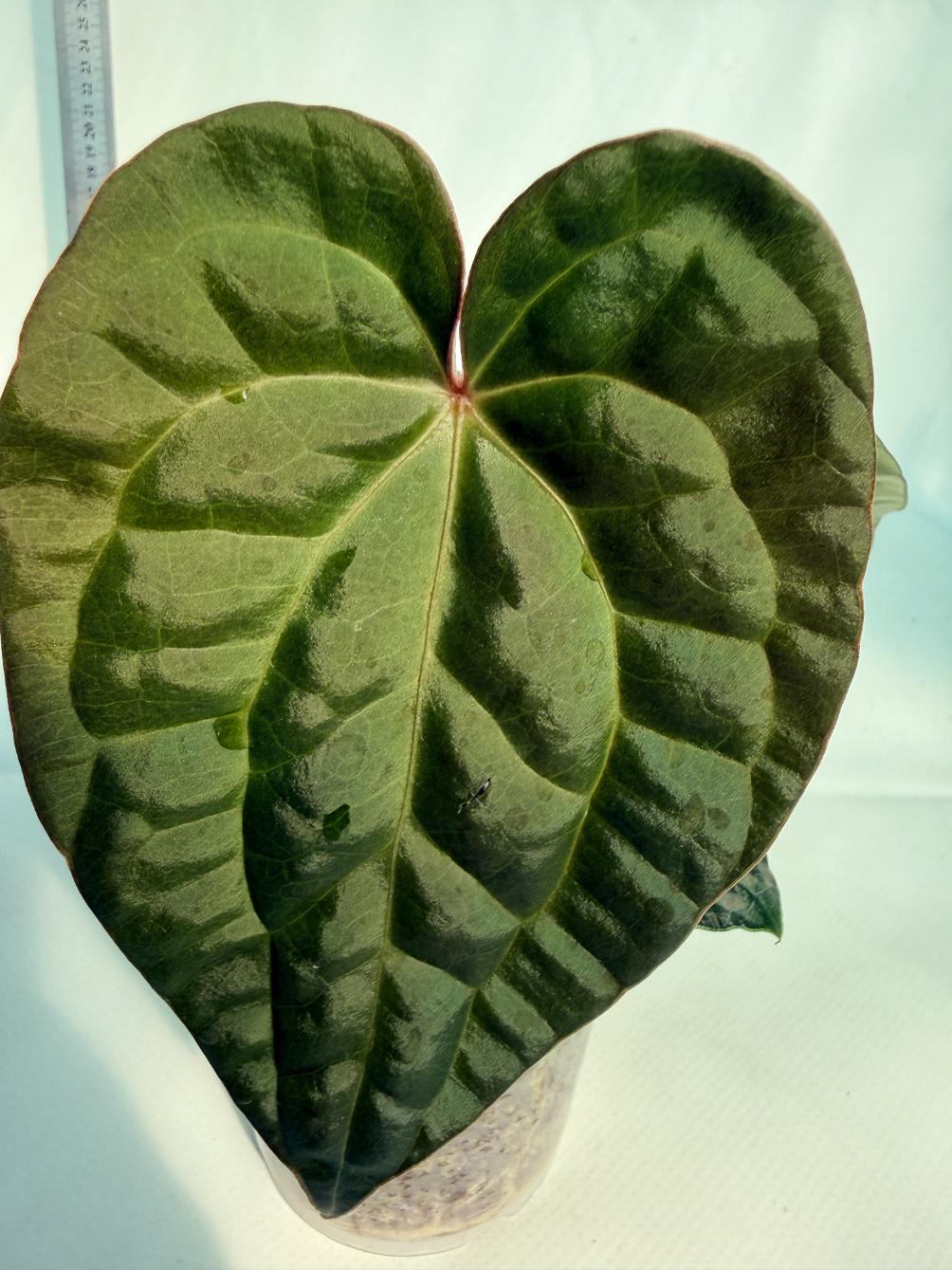 Anthurium Forgetii x Luxurians 2