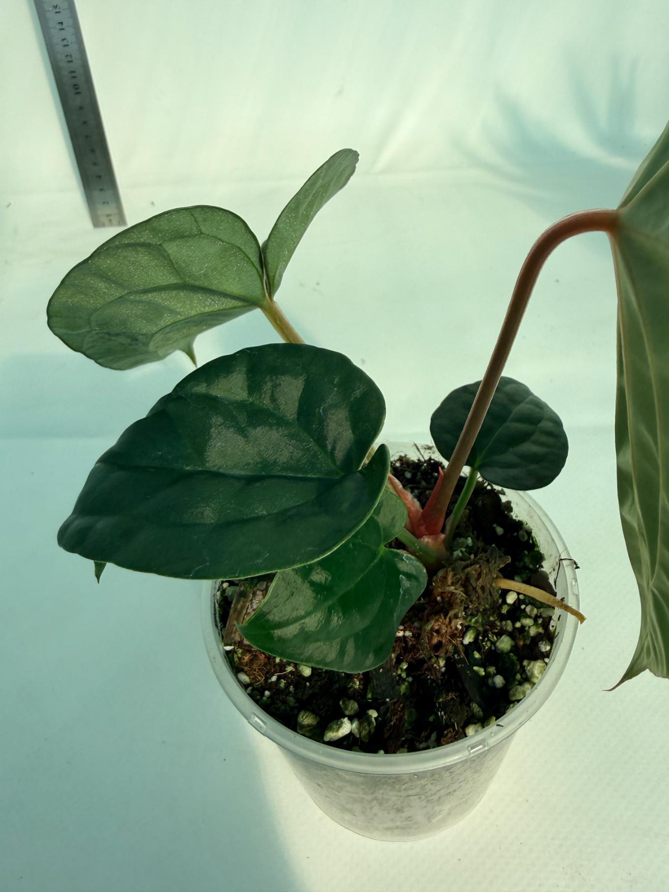 Anthurium Forgetii x Luxurians 8