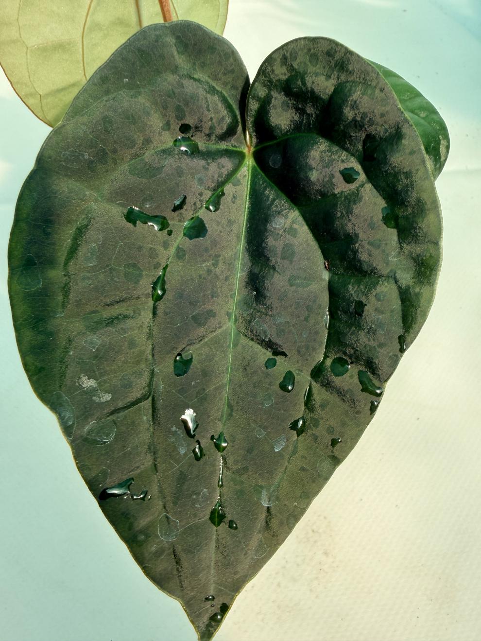 Anthurium Forgetii x Luxurians 10