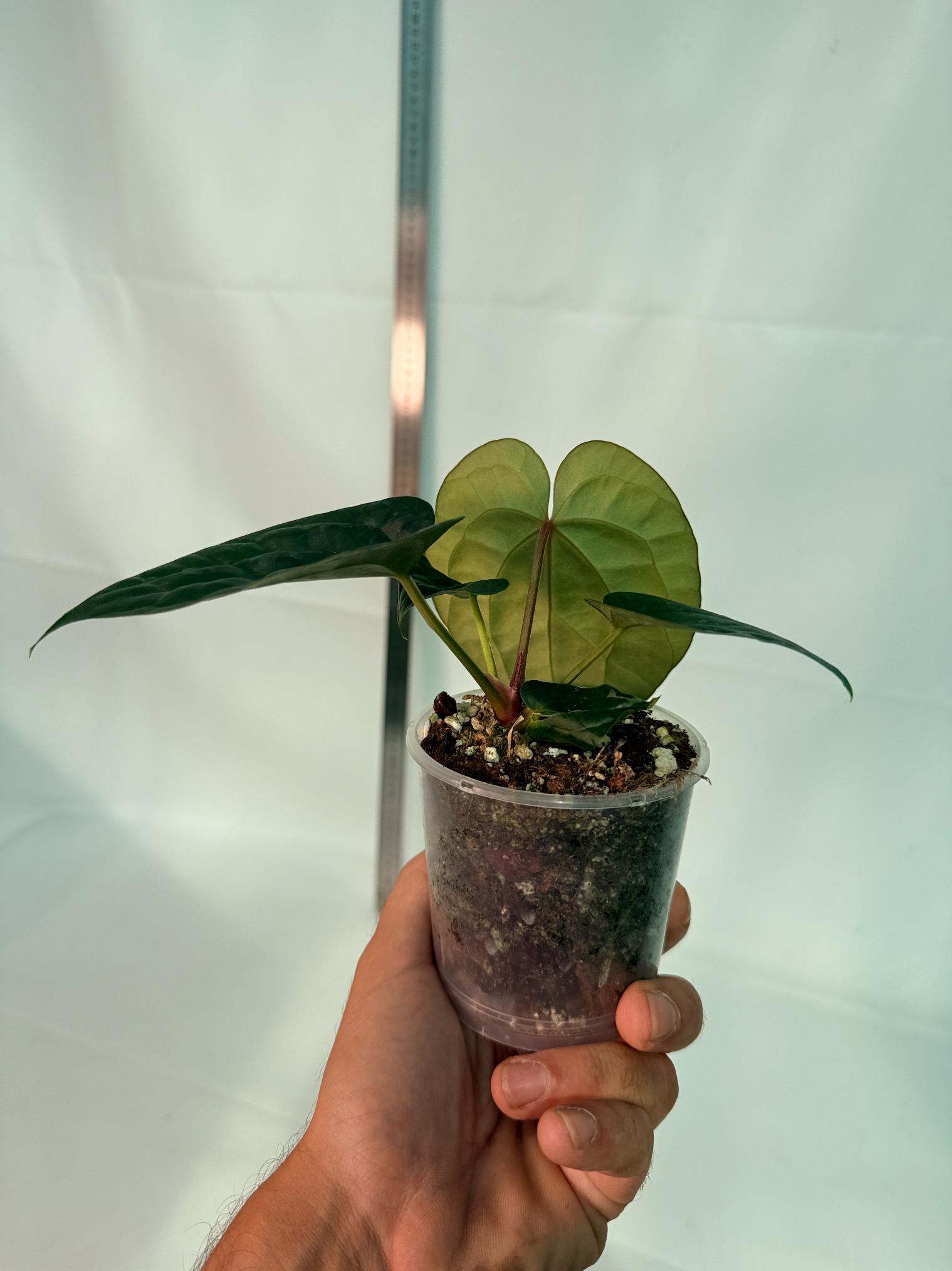 Anthurium Forgetii x Luxurians 9