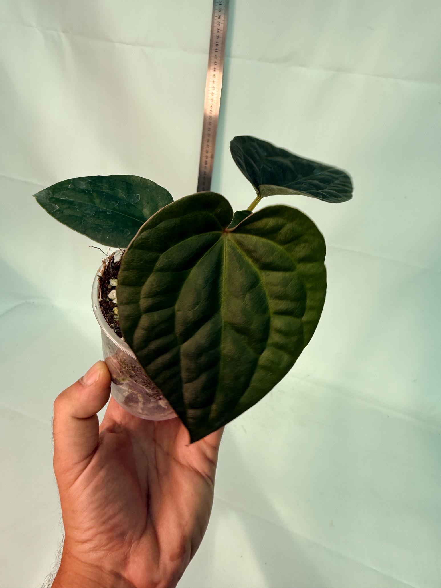Anthurium Forgetii x Luxurians 7