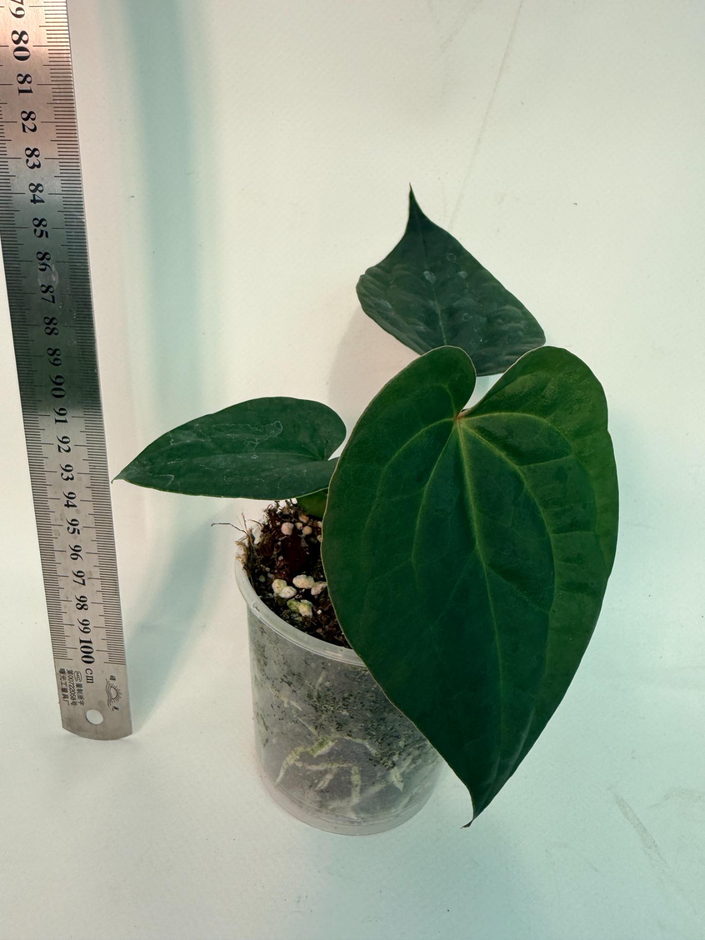 Anthurium Forgetii x Luxurians 1