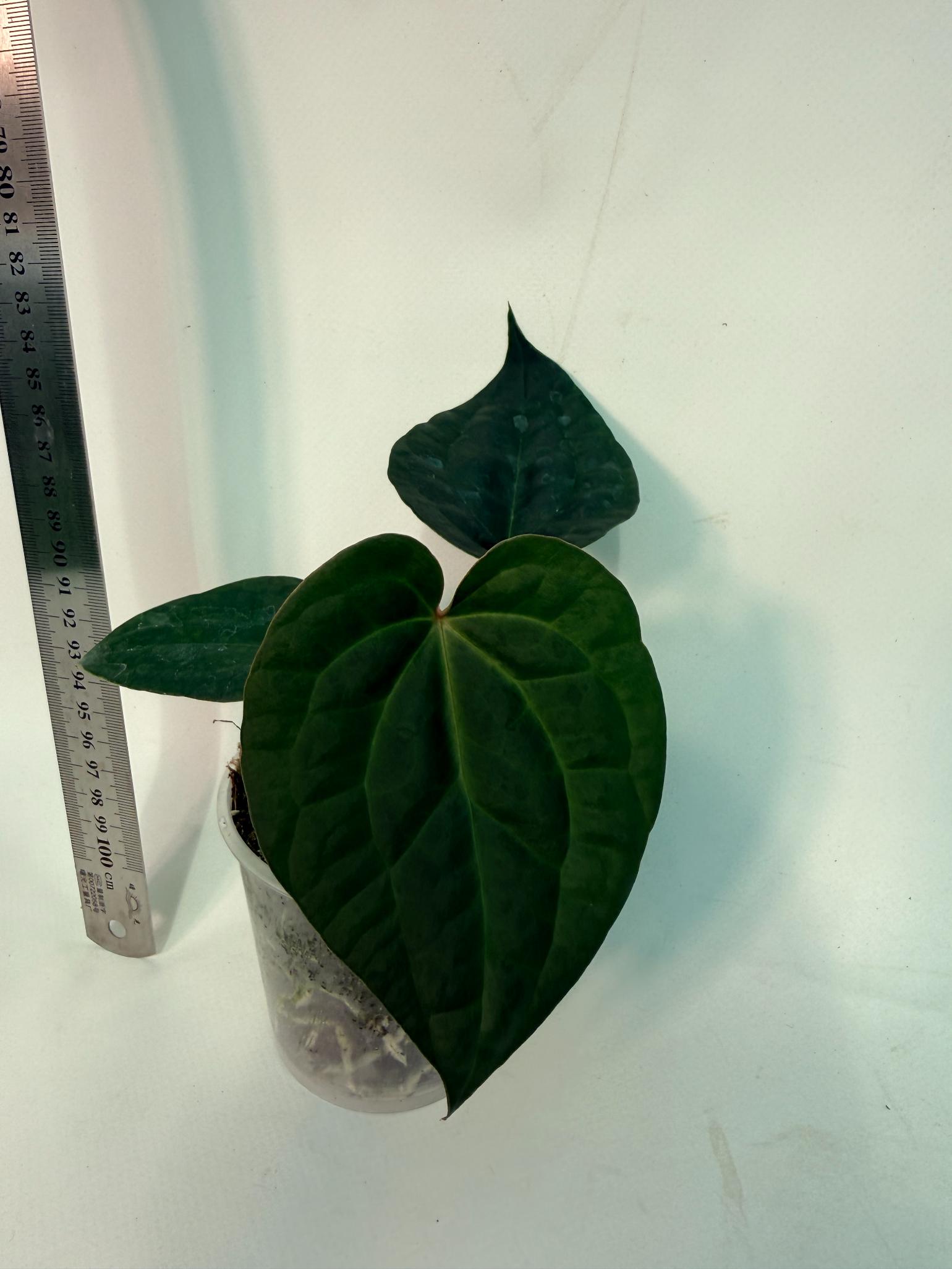 Anthurium Forgetii x Luxurians 3