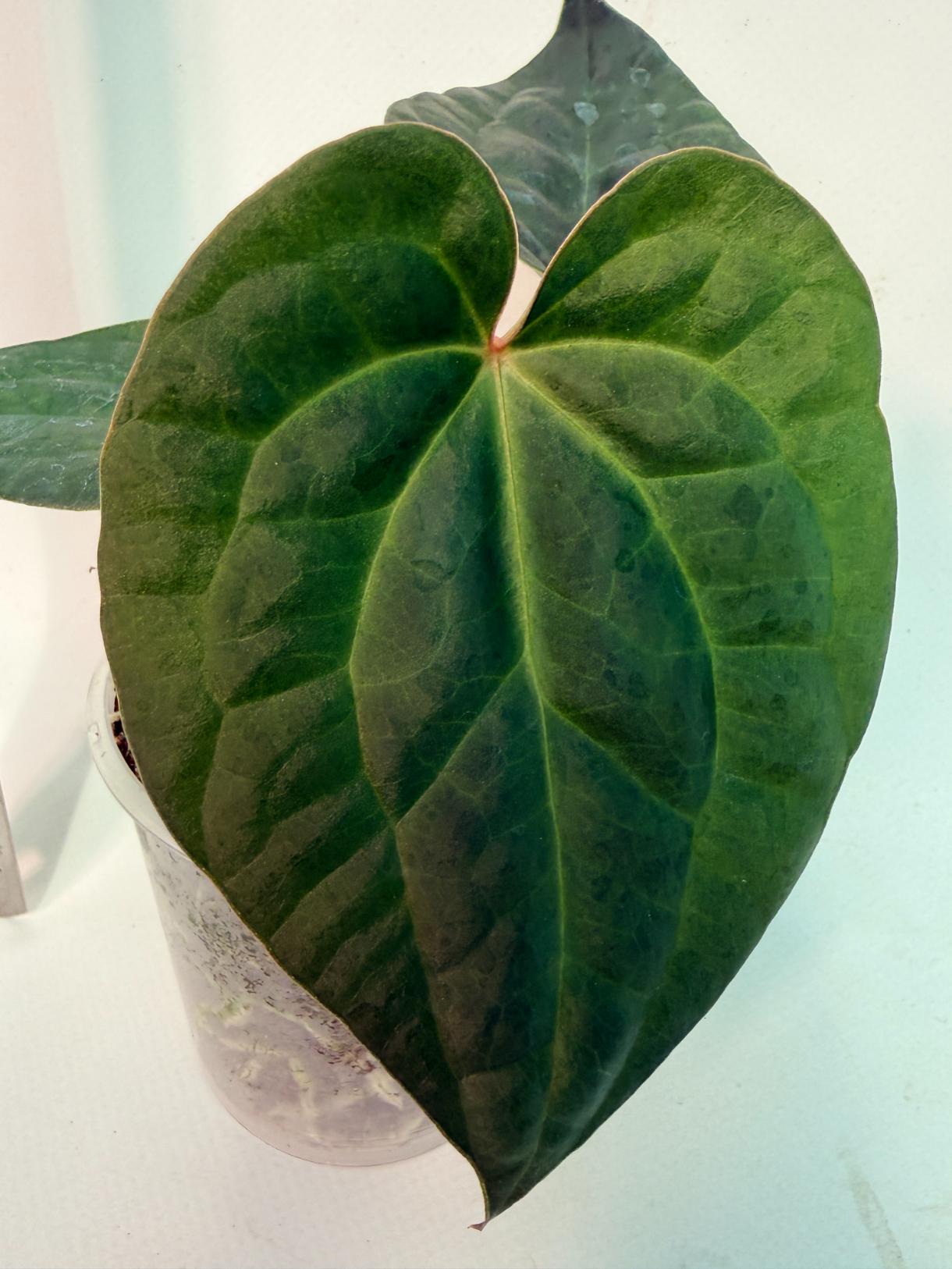 Anthurium Forgetii x Luxurians 