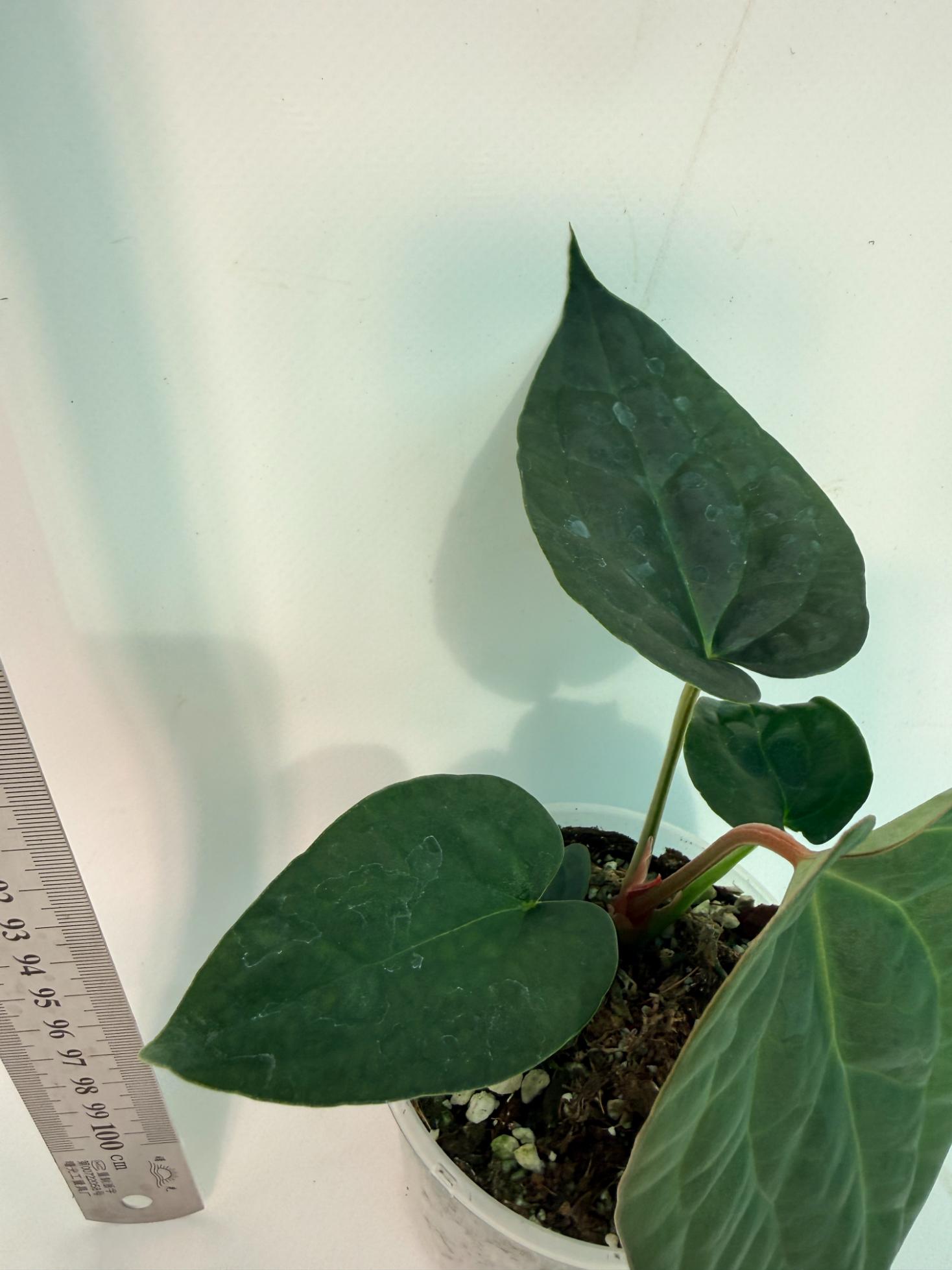 Anthurium Forgetii x Luxurians 4