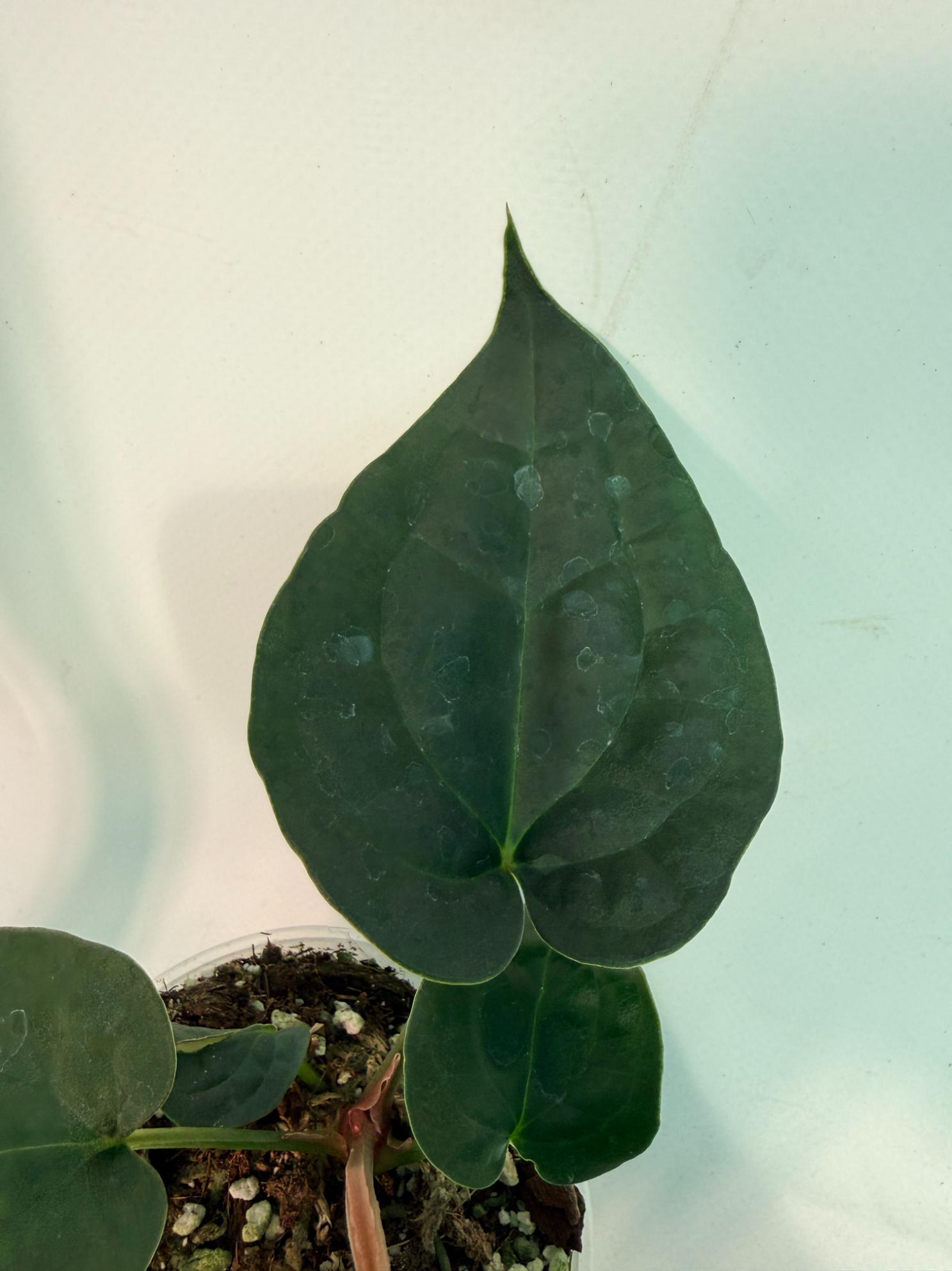 Anthurium Forgetii x Luxurians 5