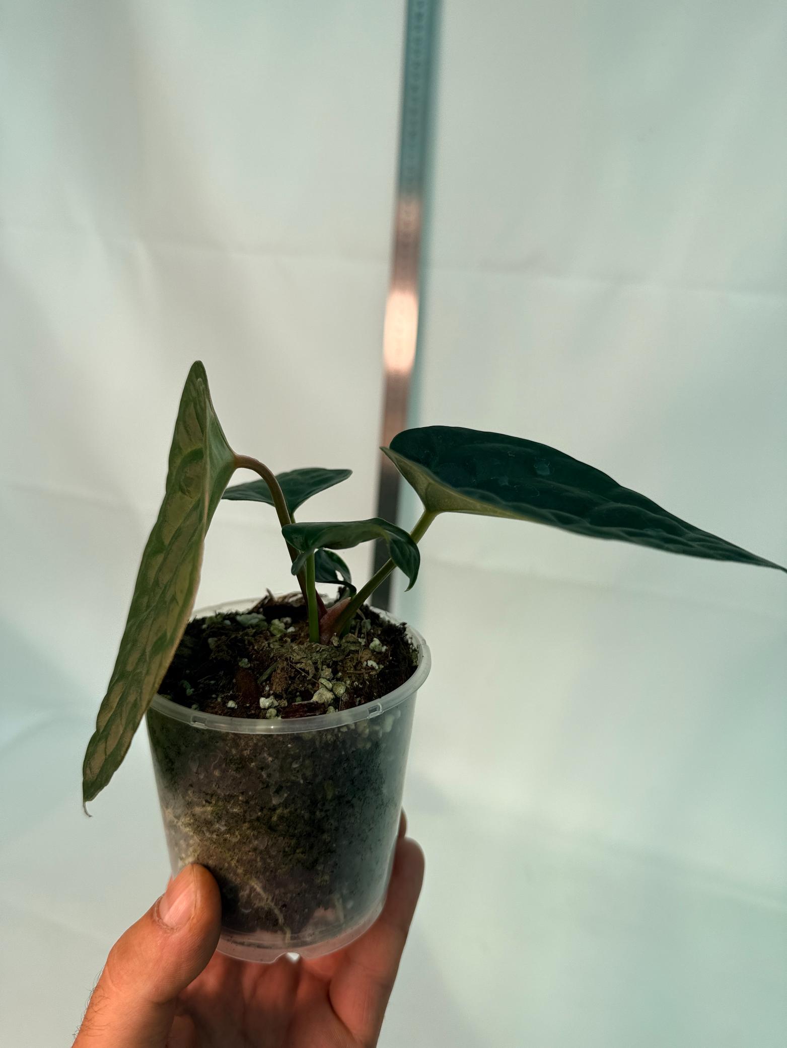 Anthurium Forgetii x Luxurians 6
