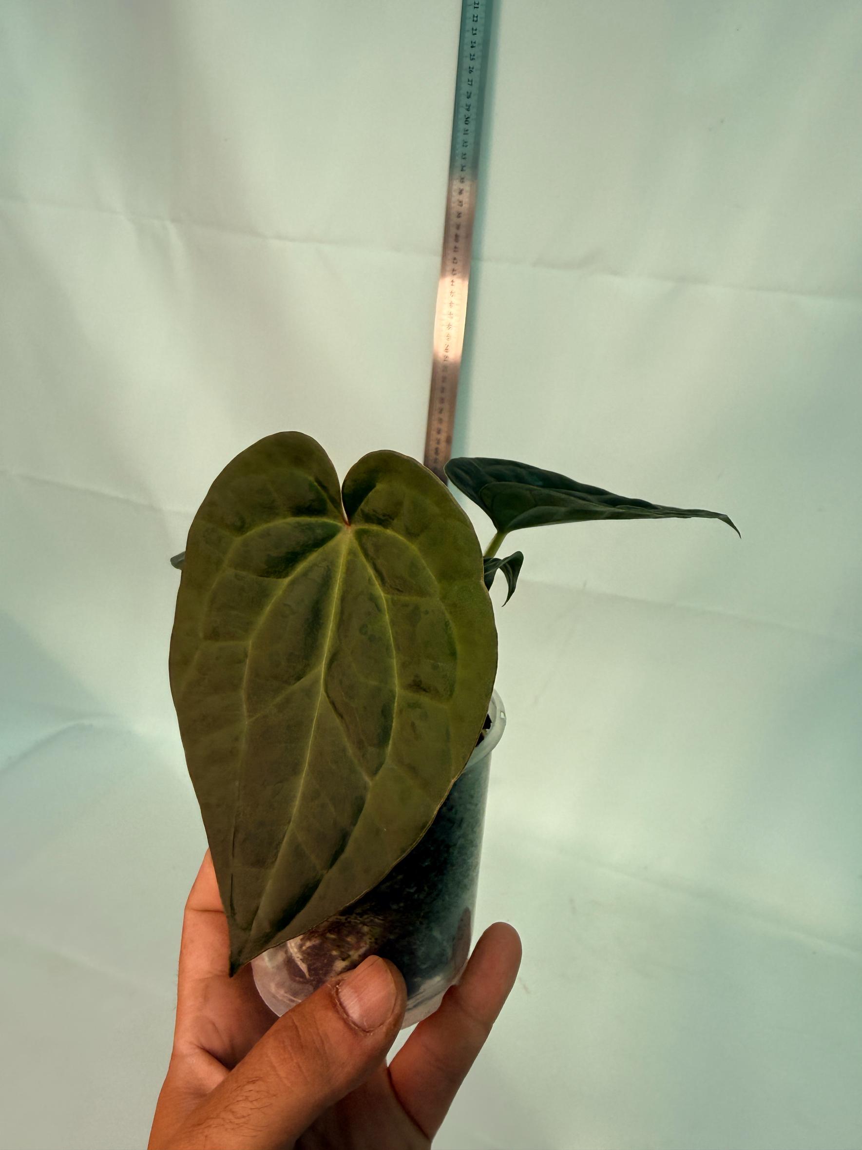 Anthurium Forgetii x Luxurians 2
