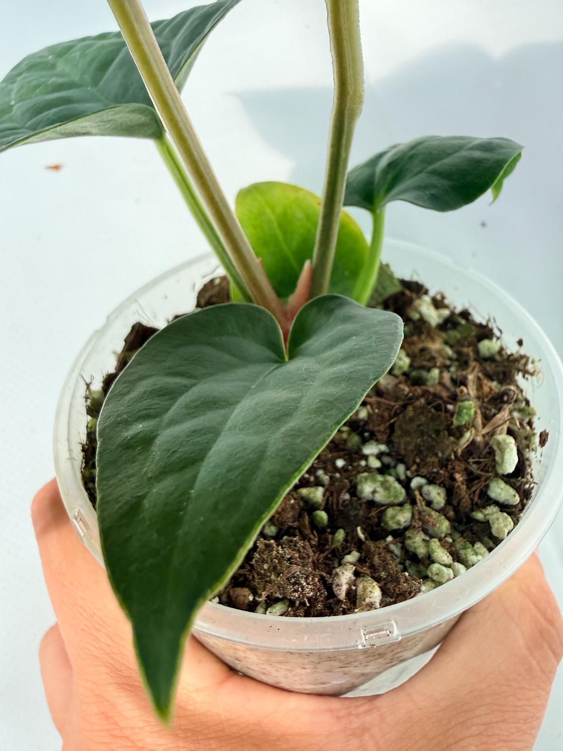 Anthurium Forgetii x Luxurians 08