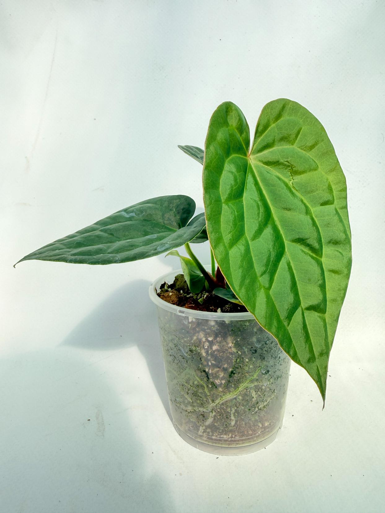 Anthurium Forgetii x Luxurians 01