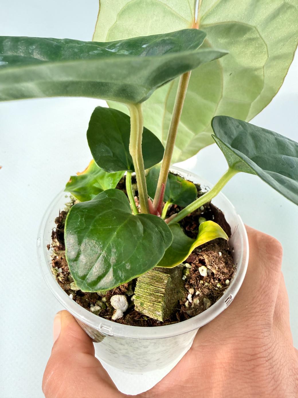 Anthurium Forgetii x Luxurians 03