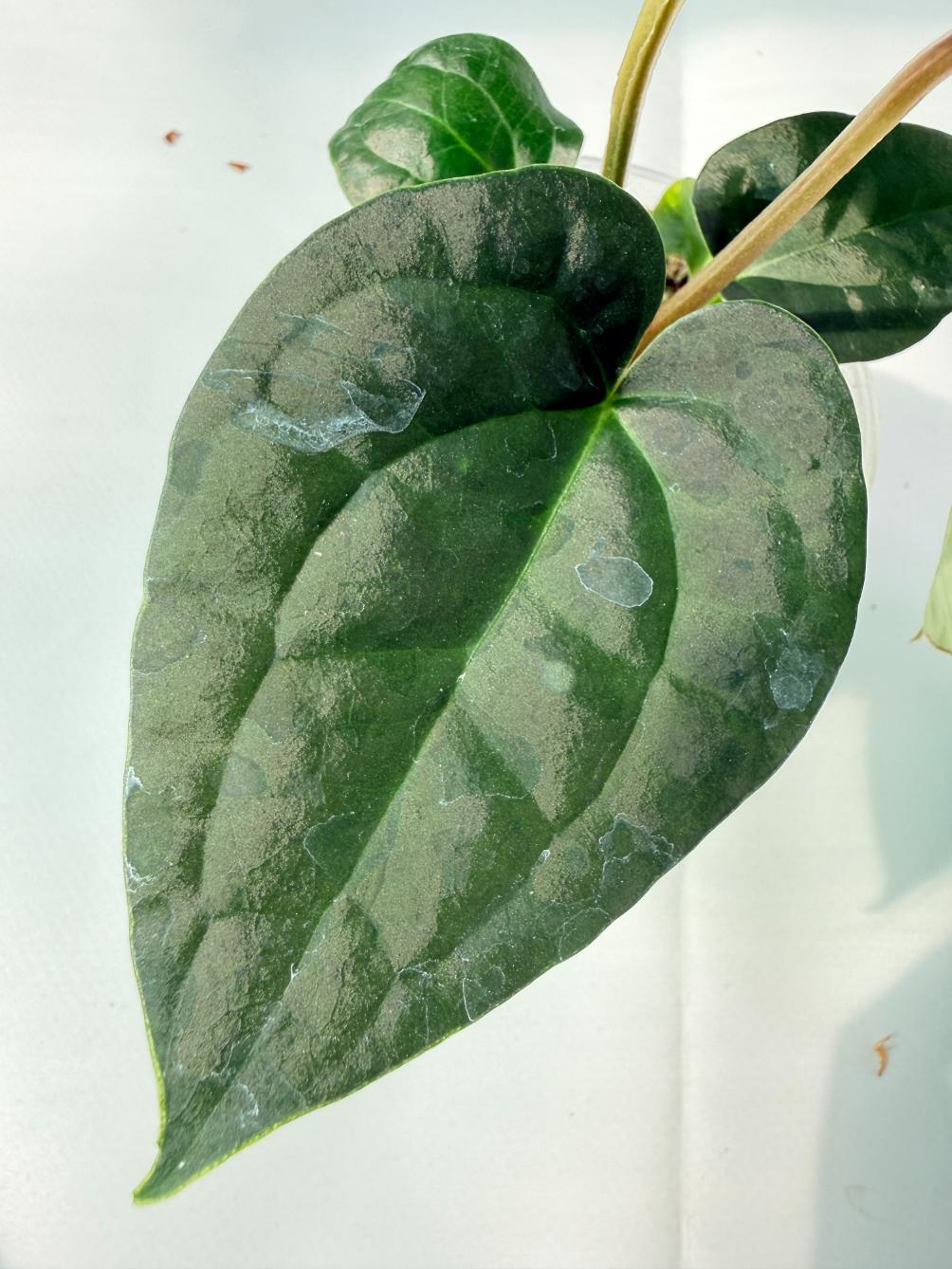 Anthurium Forgetii x Luxurians 04