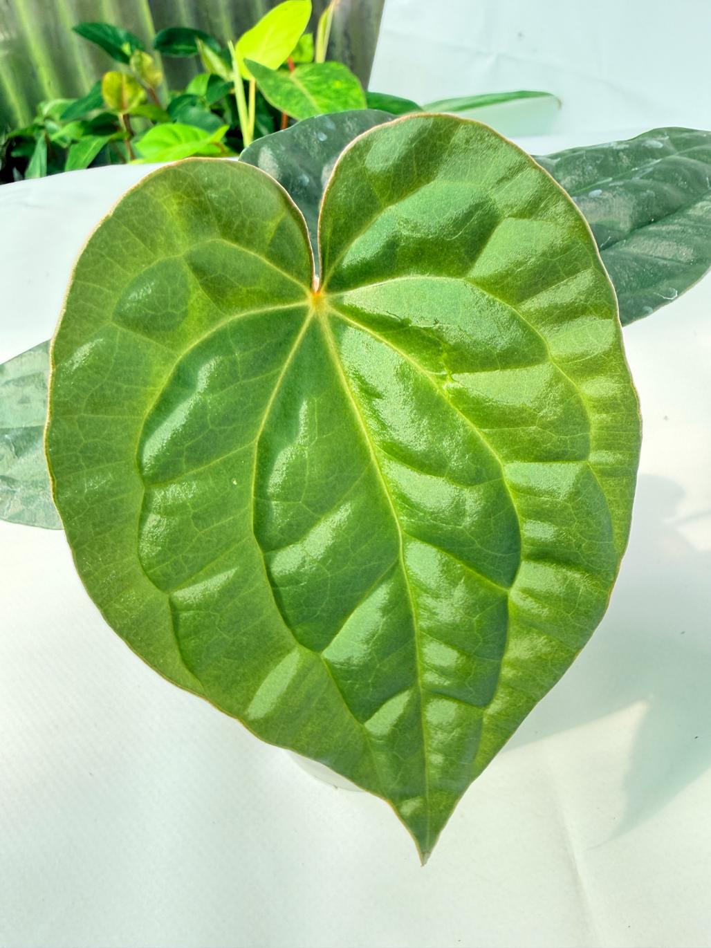 Anthurium Forgetii x Luxurians 05