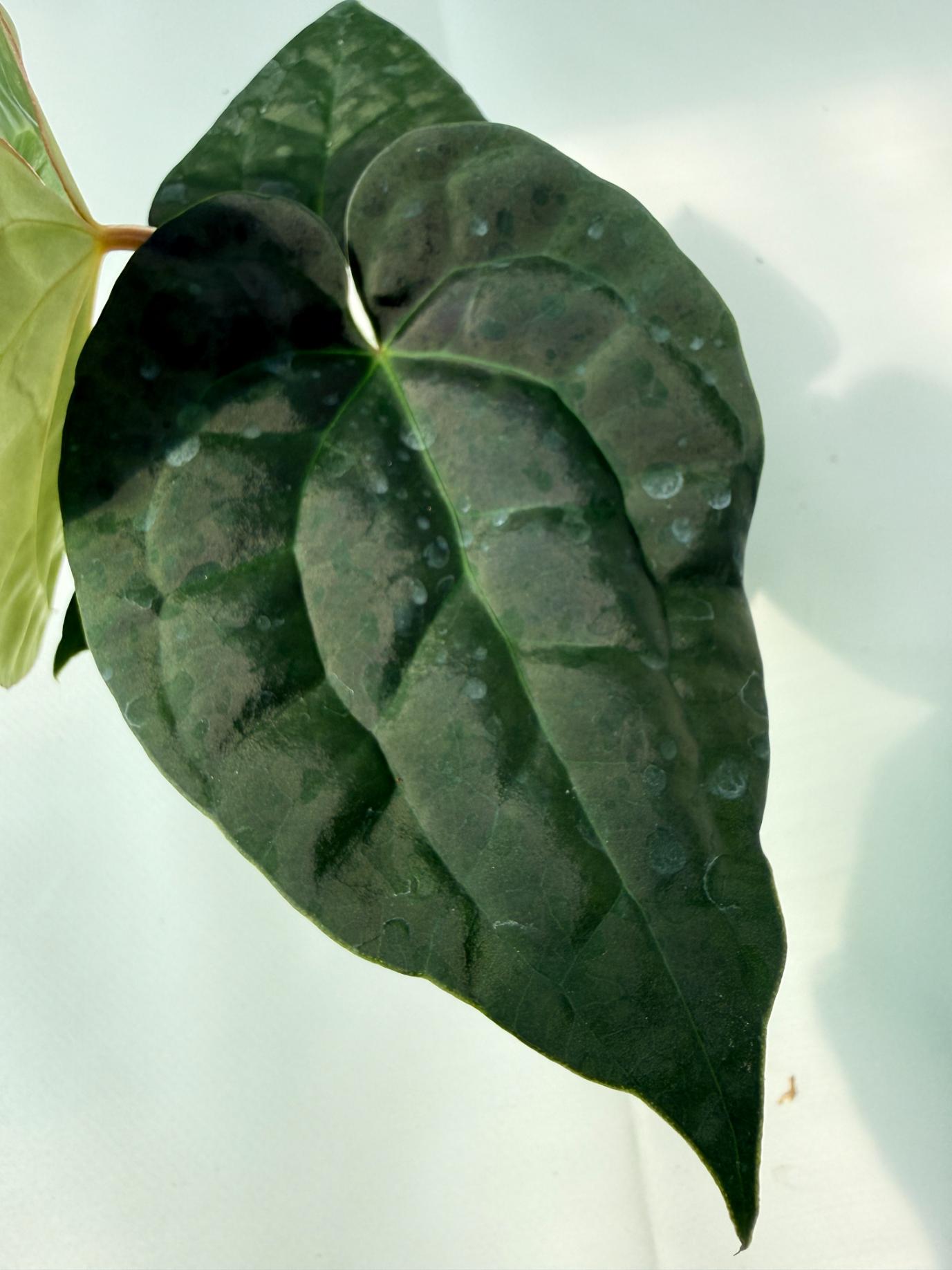 Anthurium Forgetii x Luxurians 06