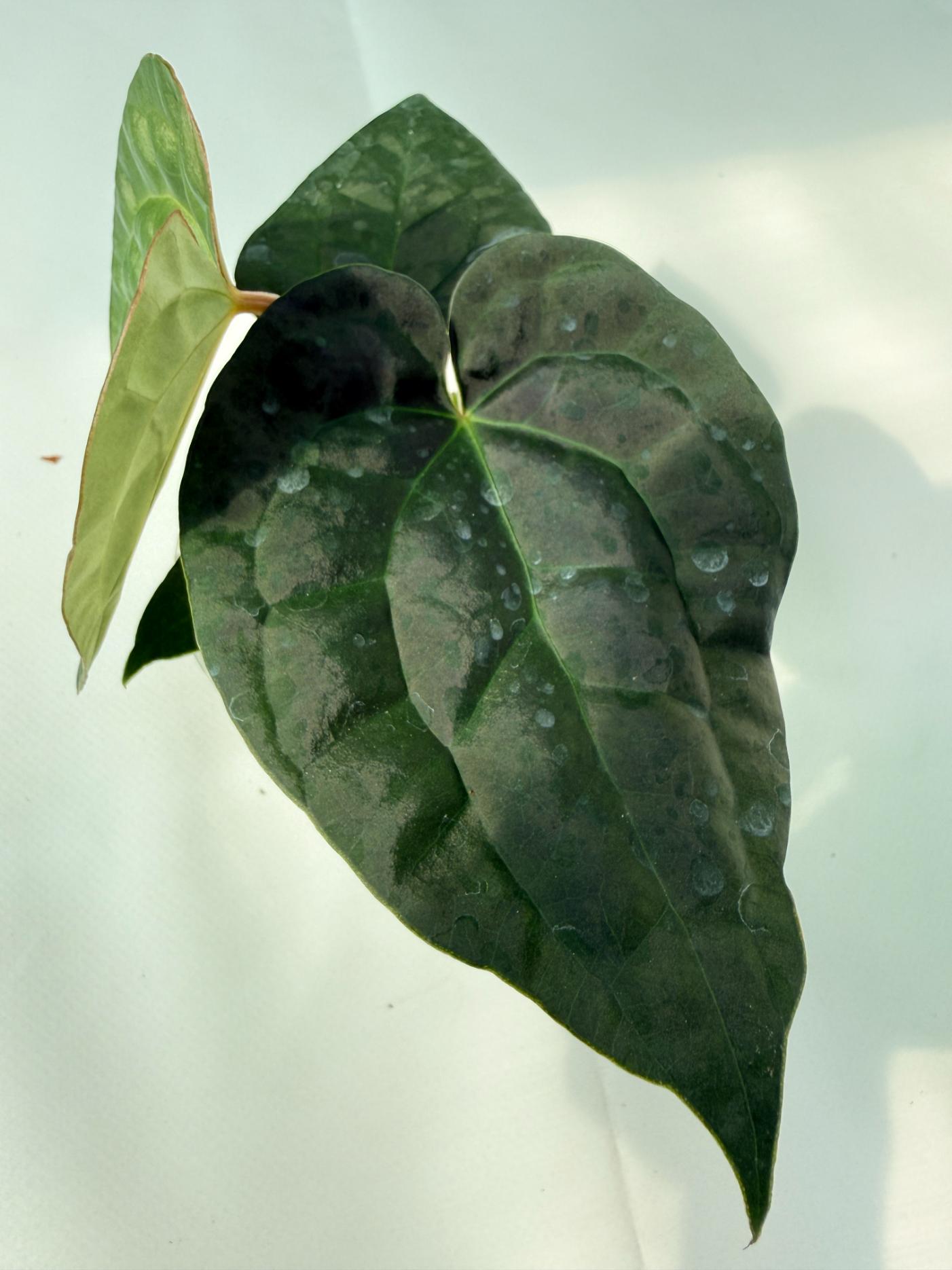 Anthurium Forgetii x Luxurians 07