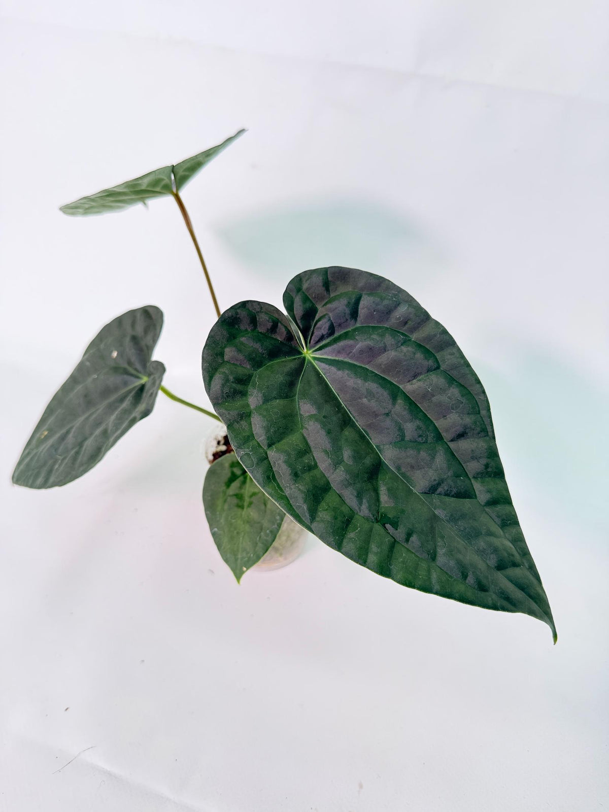 Anthurium Forgetii x Luxurians 09