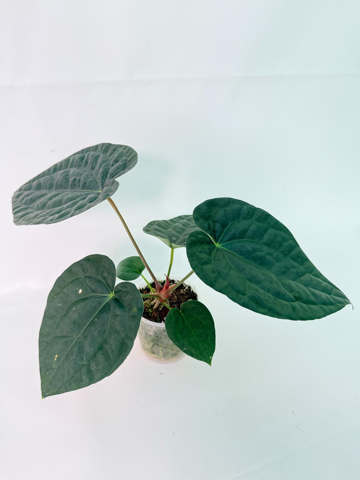 Anthurium Forgetii x Luxurians 10