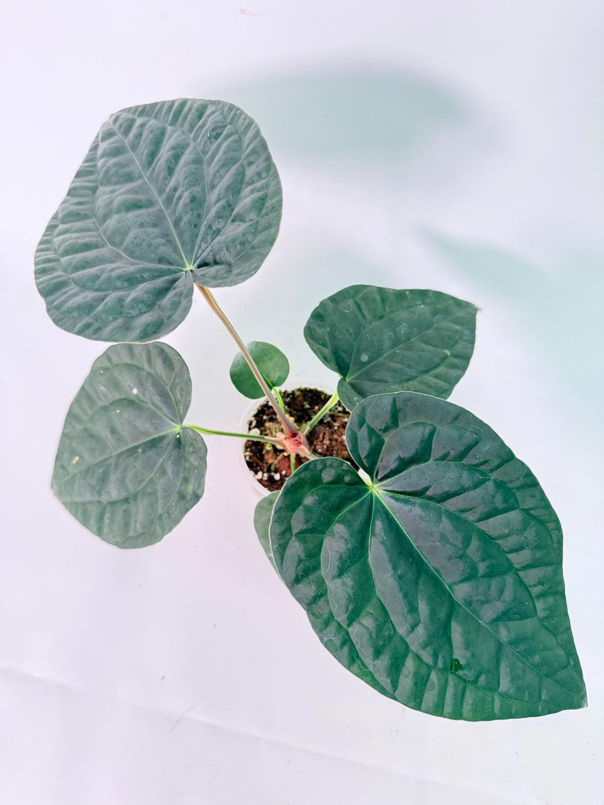 Anthurium Forgetii x Luxurians 01