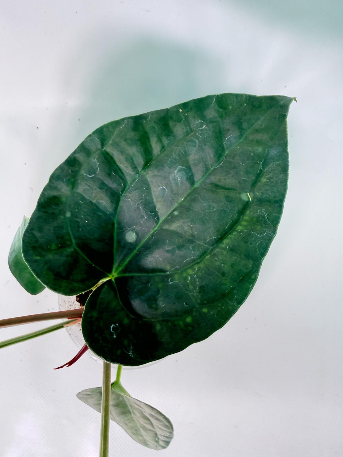 Anthurium Forgetii x Luxurians 11