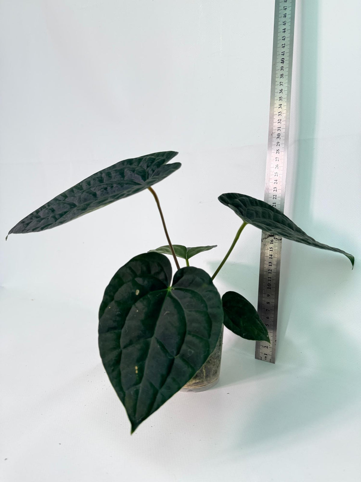 Anthurium Forgetii x Luxurians 12