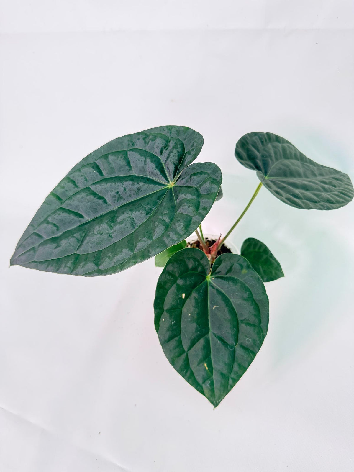 Anthurium Forgetii x Luxurians 02