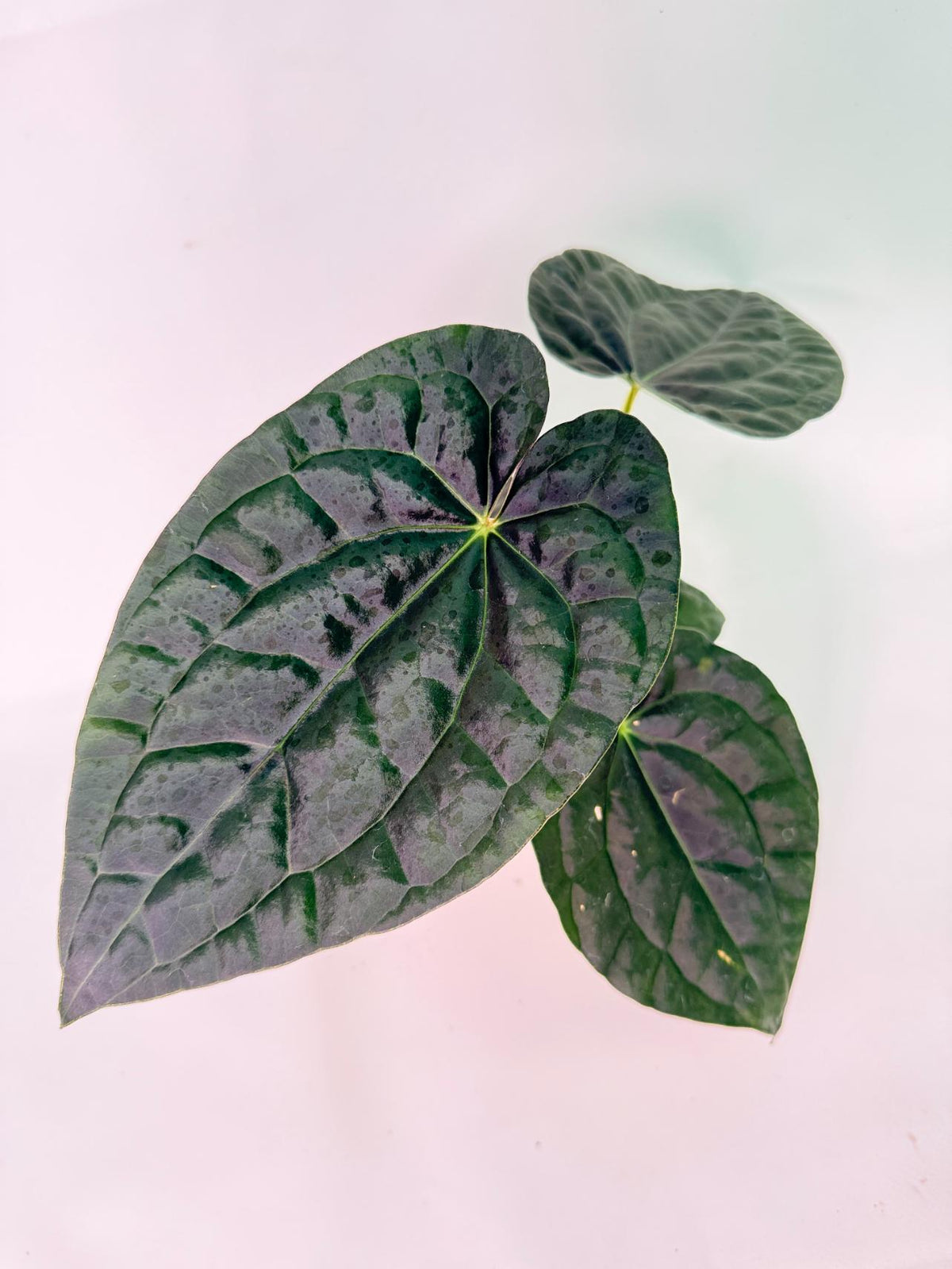 Anthurium Forgetii x Luxurians 03