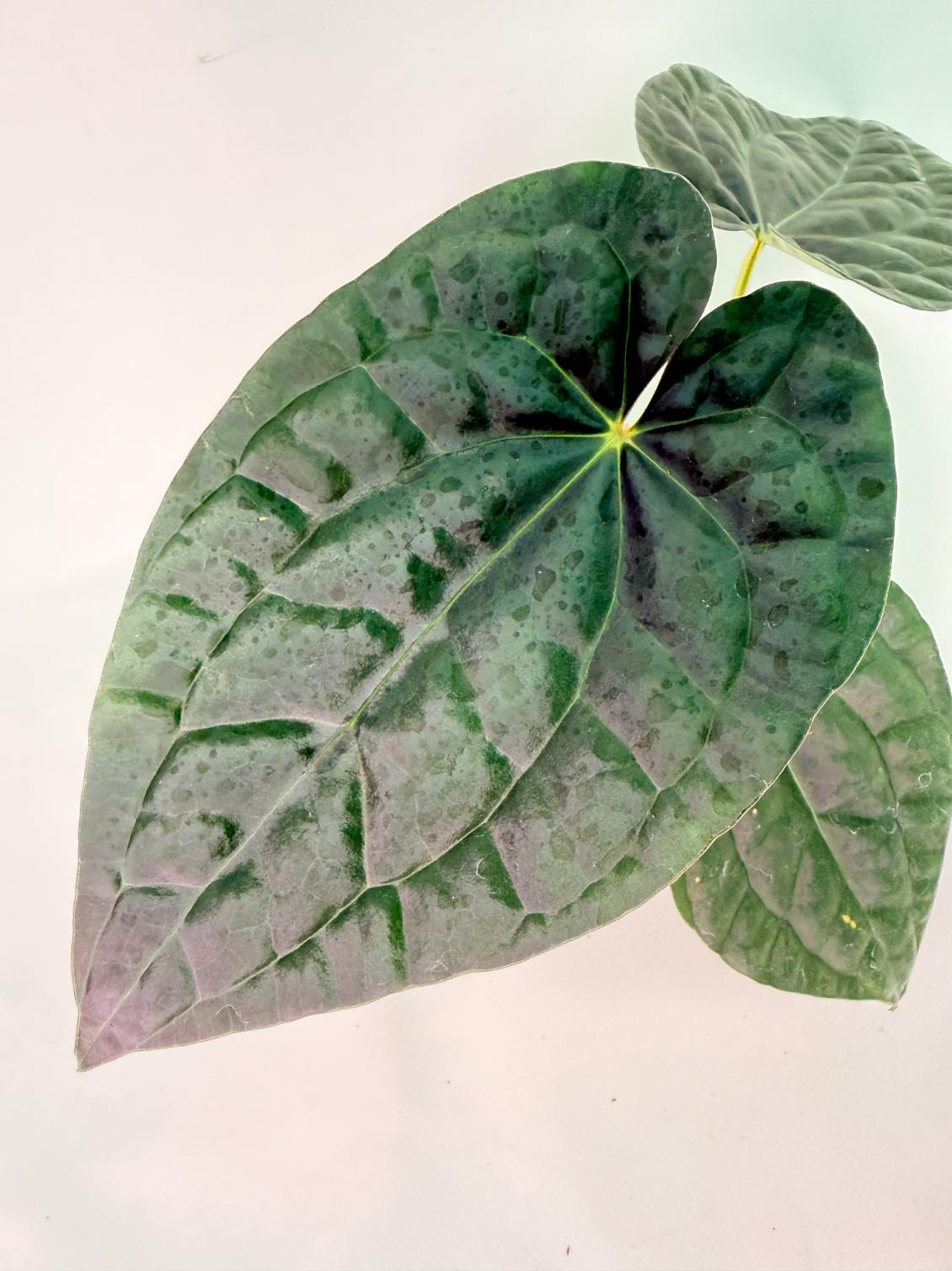 Anthurium Forgetii x Luxurians 04