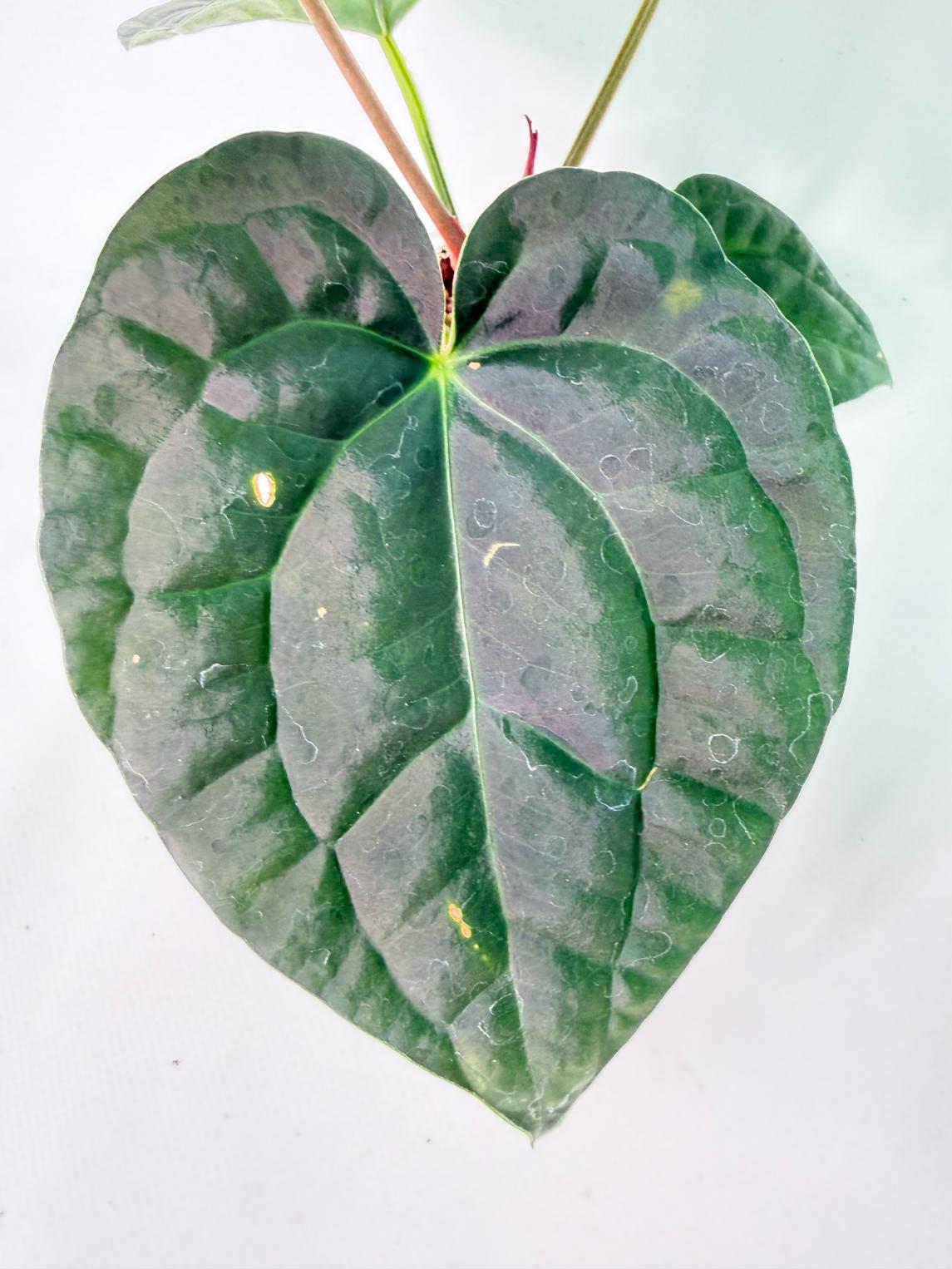 Anthurium Forgetii x Luxurians 05