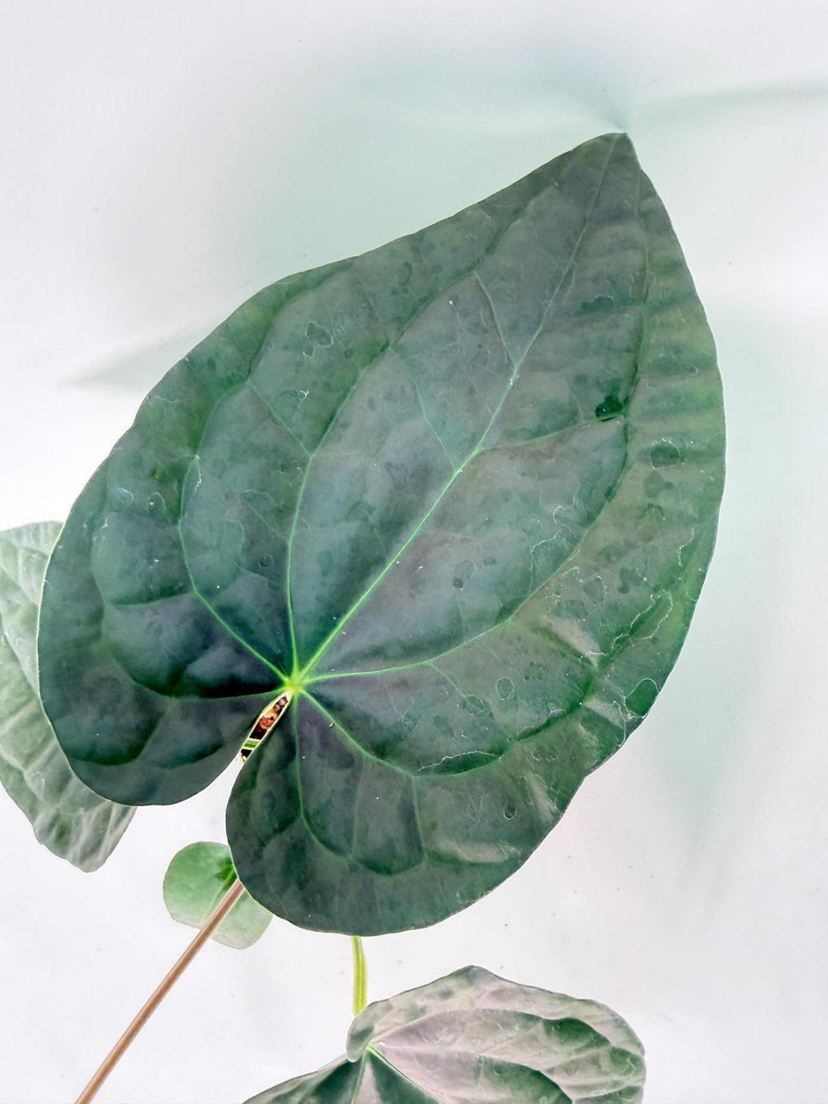 Anthurium Forgetii x Luxurians 06