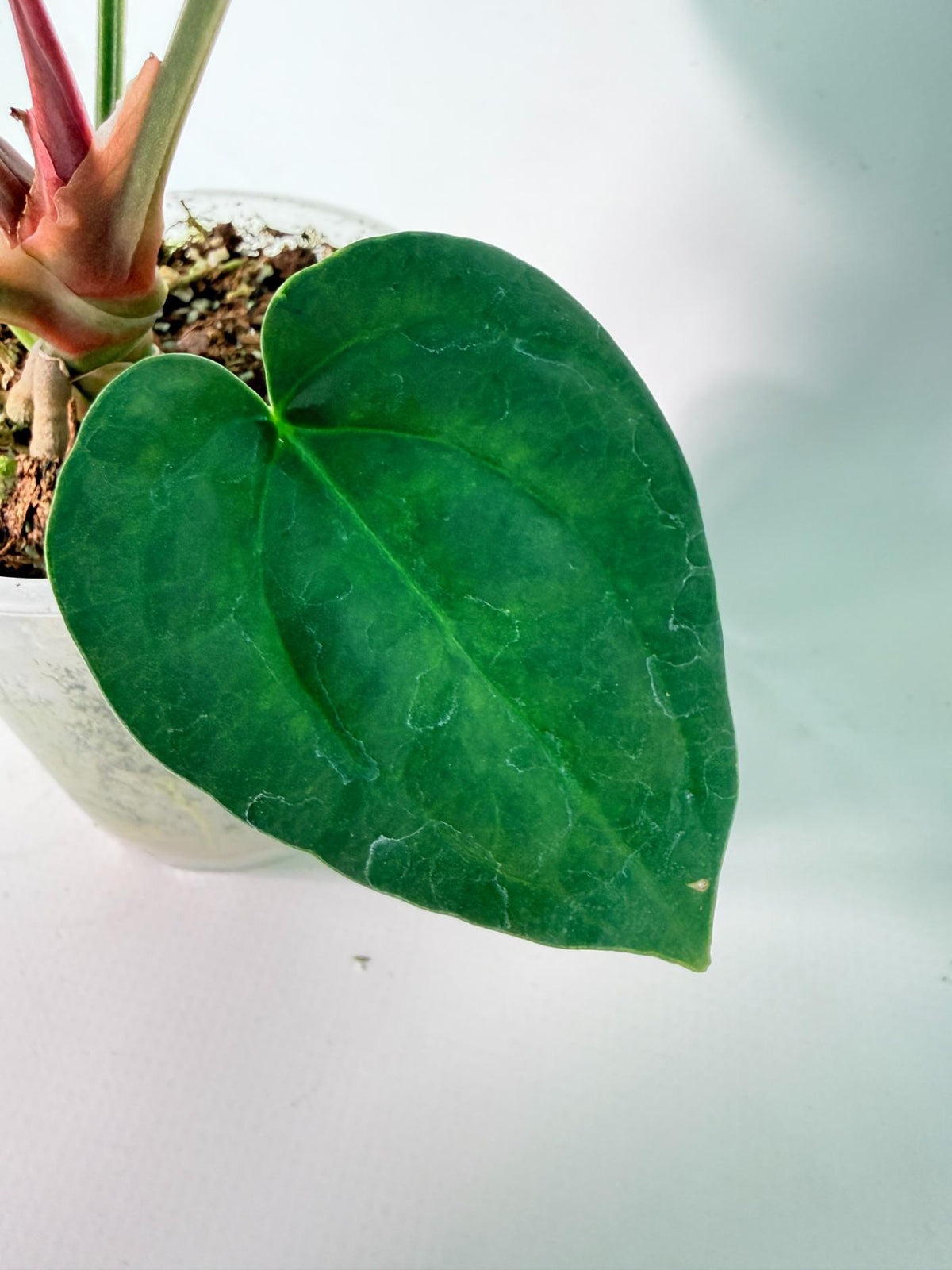 Anthurium Forgetii x Luxurians 07
