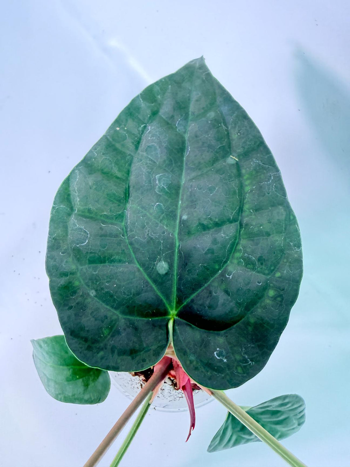 Anthurium Forgetii x Luxurians 08