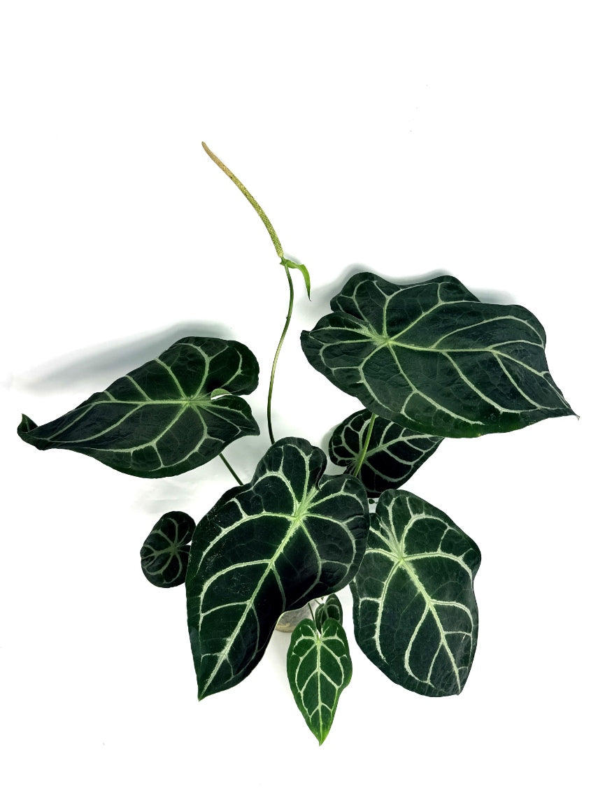 Anthurium_Forgetii_x_Regale