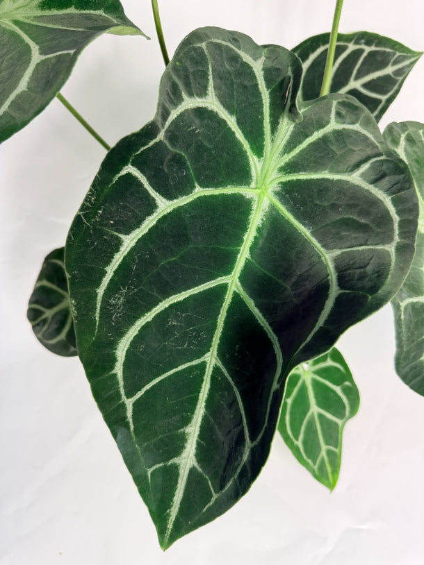 Anthurium_Forgetii_x_Regale