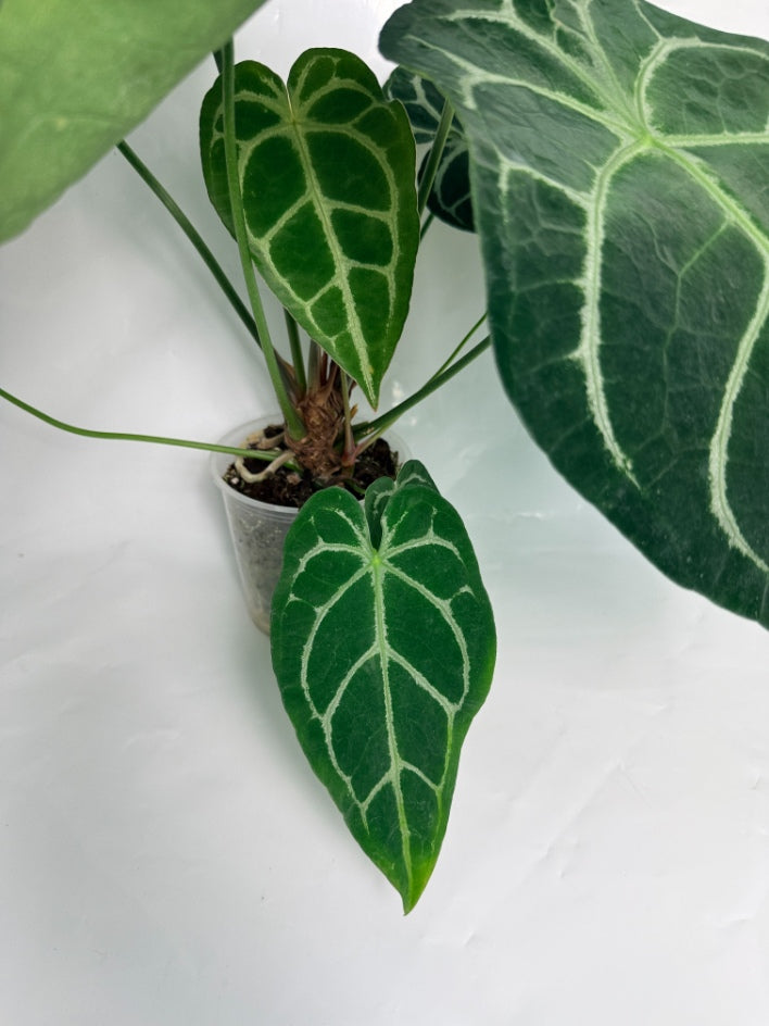 Anthurium_Forgetii_x_Regale