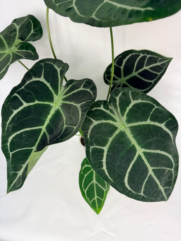 Anthurium_Forgetii_x_Regale