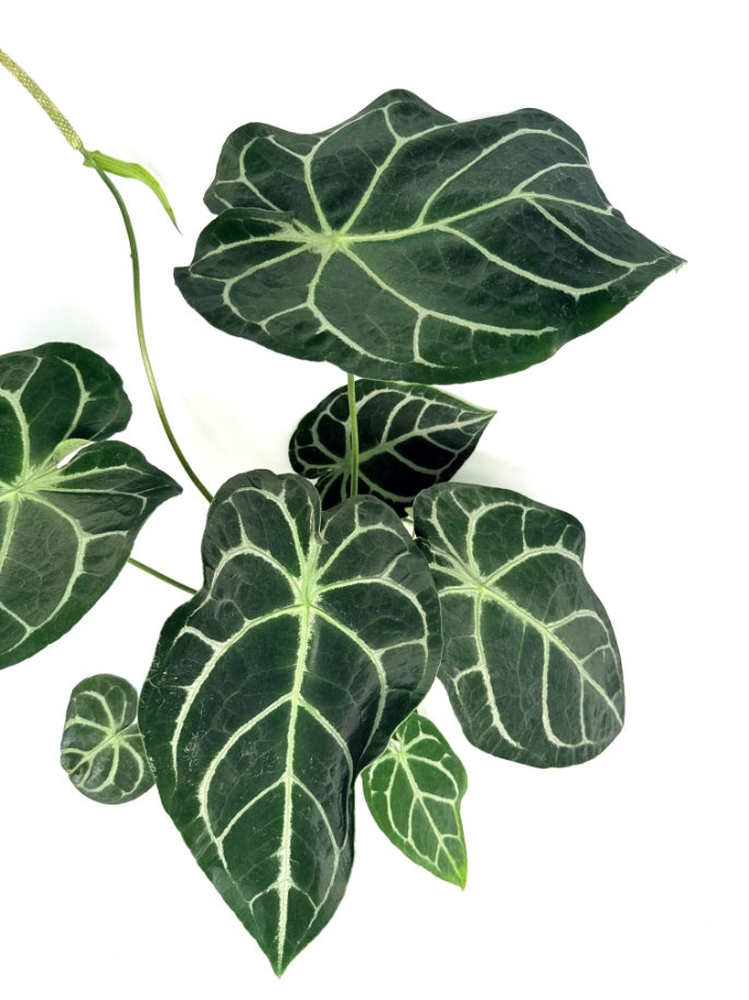 Anthurium_Forgetii_x_Regale