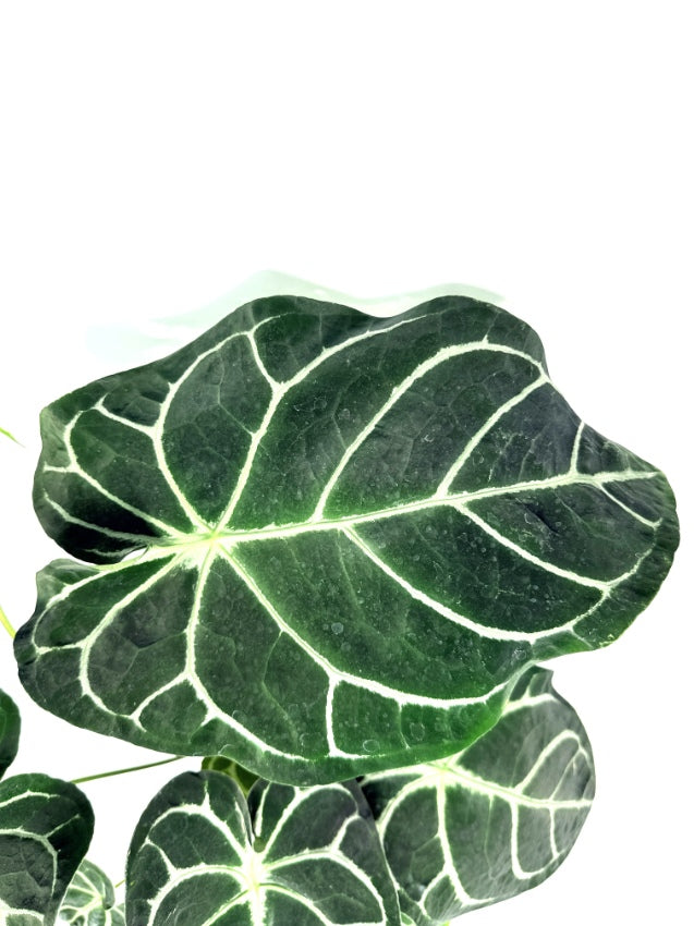 Anthurium_Forgetii_x_Regale