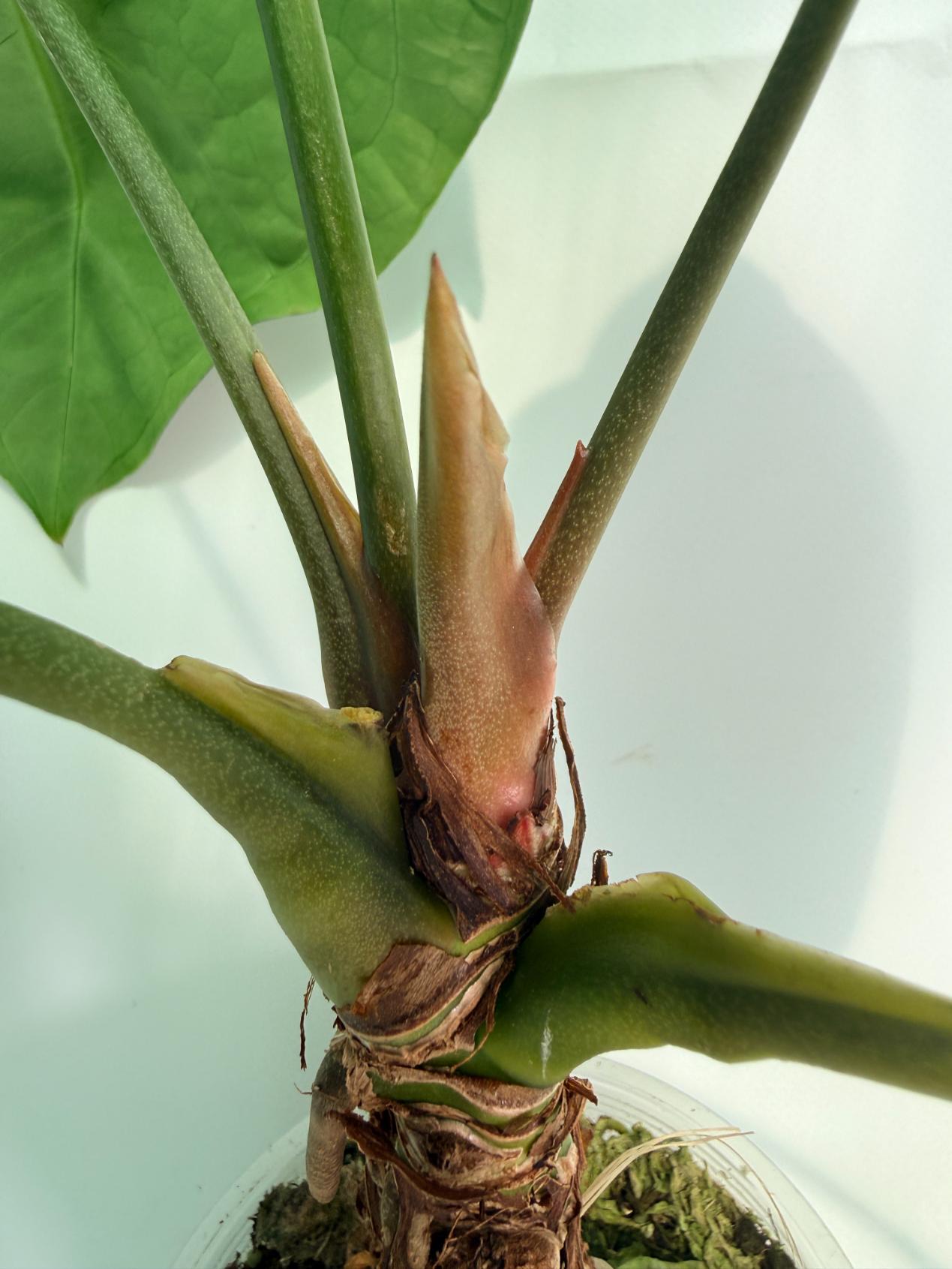 Anthurium_Forgetii_x_Regale_XL_08